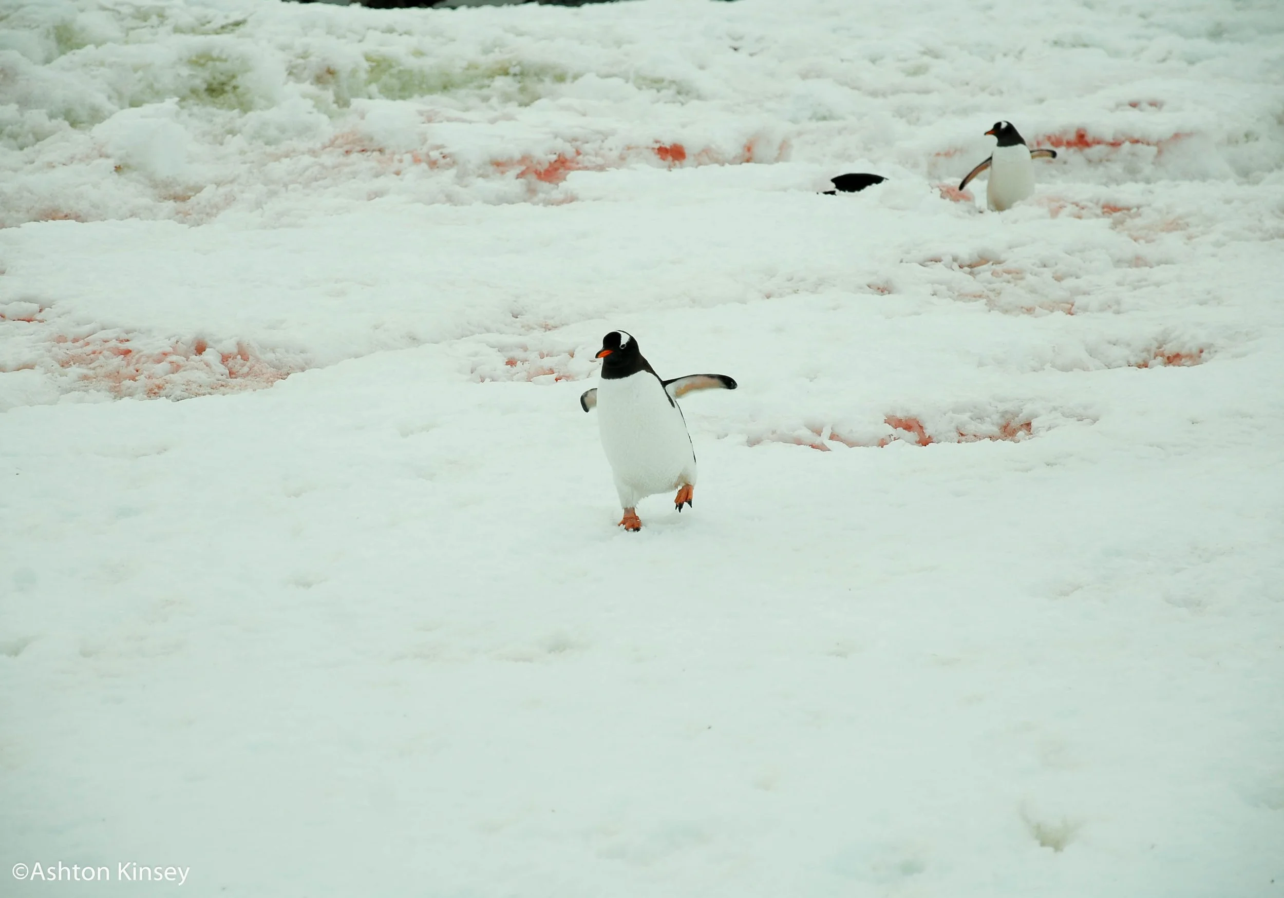 penguin-9.jpg