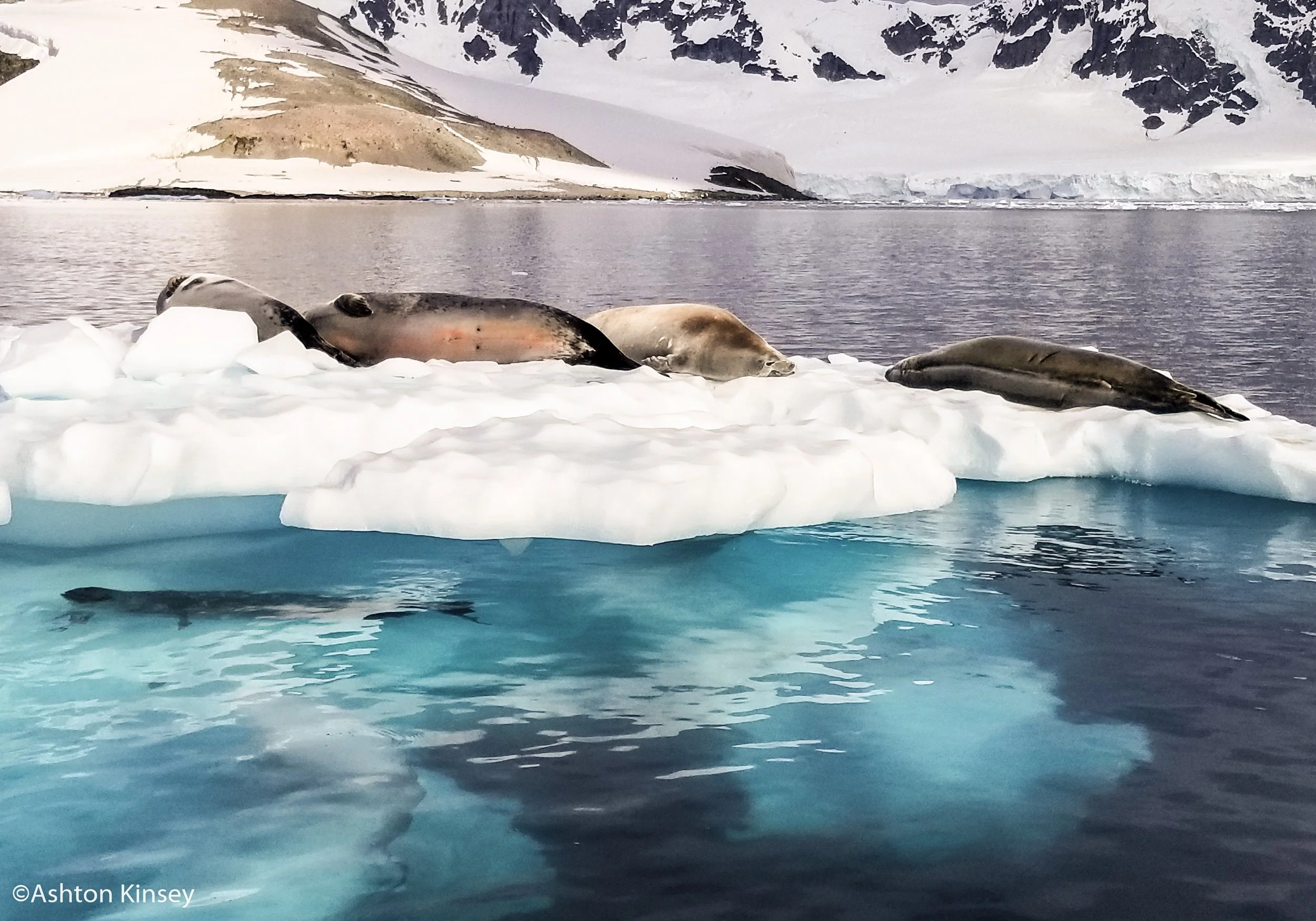 Seals.jpg