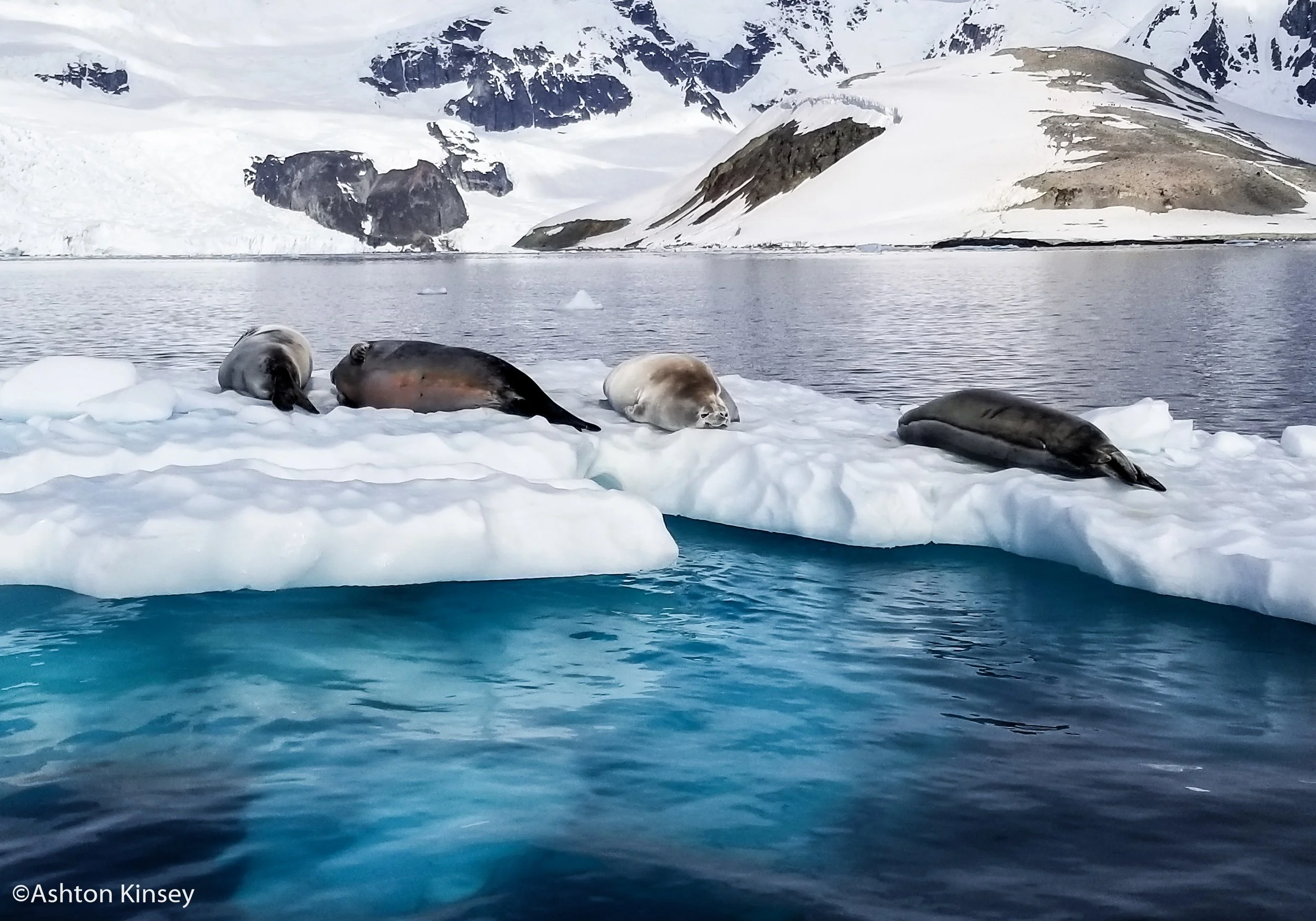 Seals-2.jpg