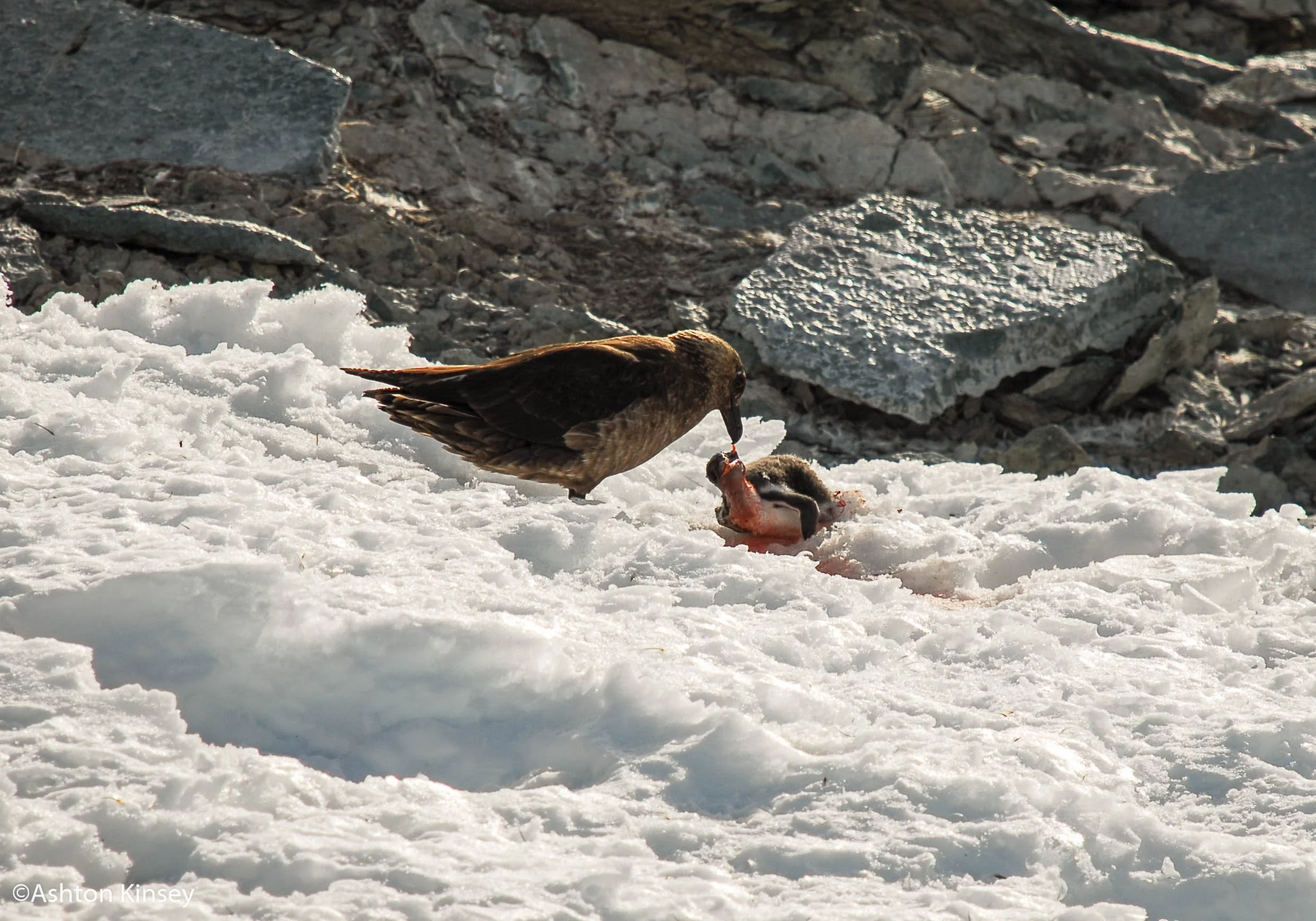 skau with penguin.jpg