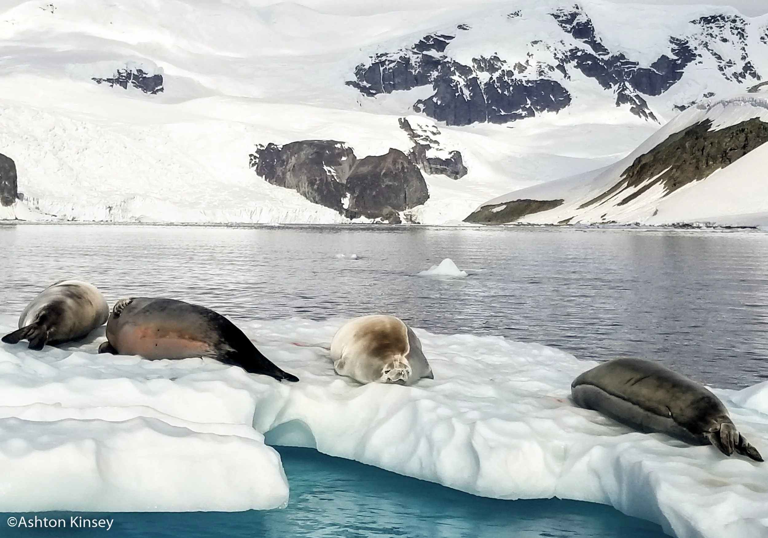 Seals-3.jpg