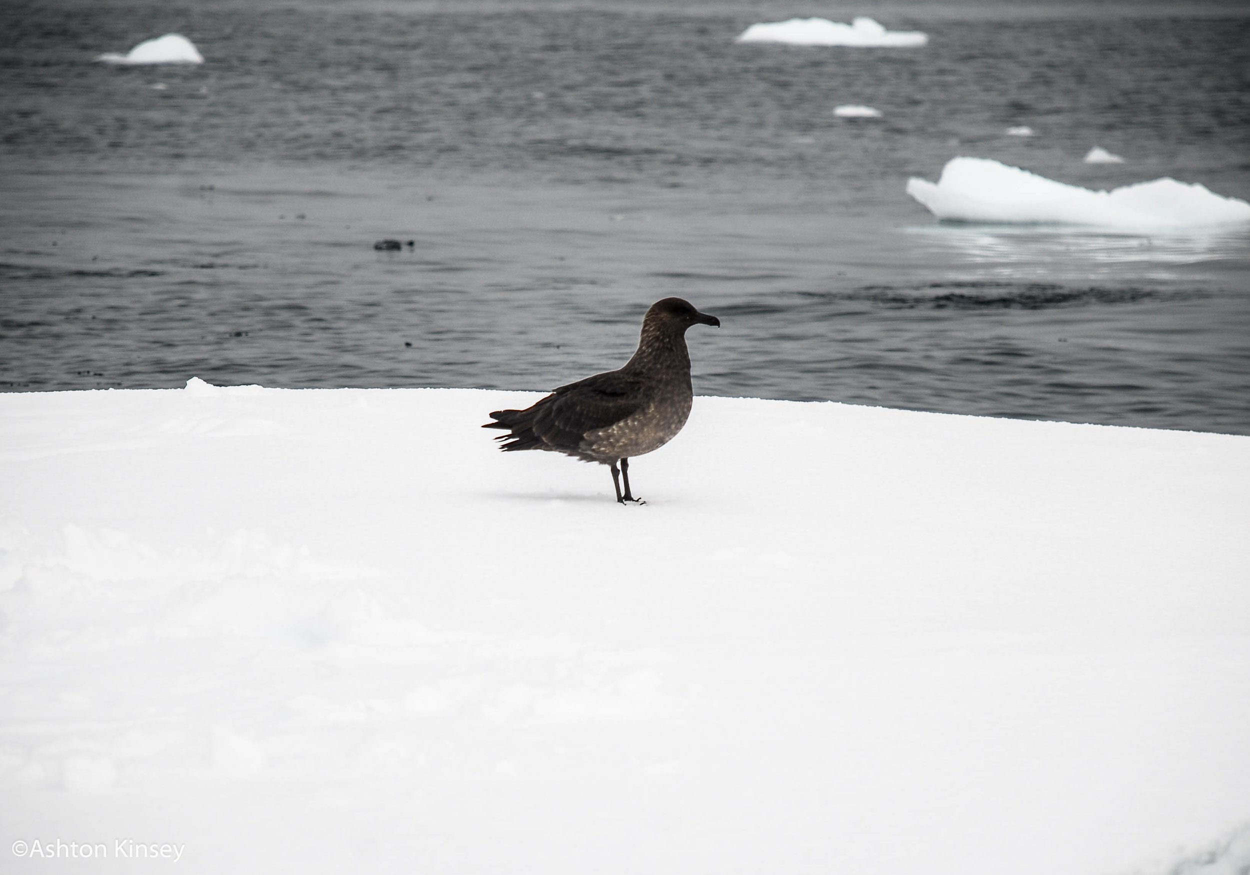 South of the Polar Circle-12.jpg