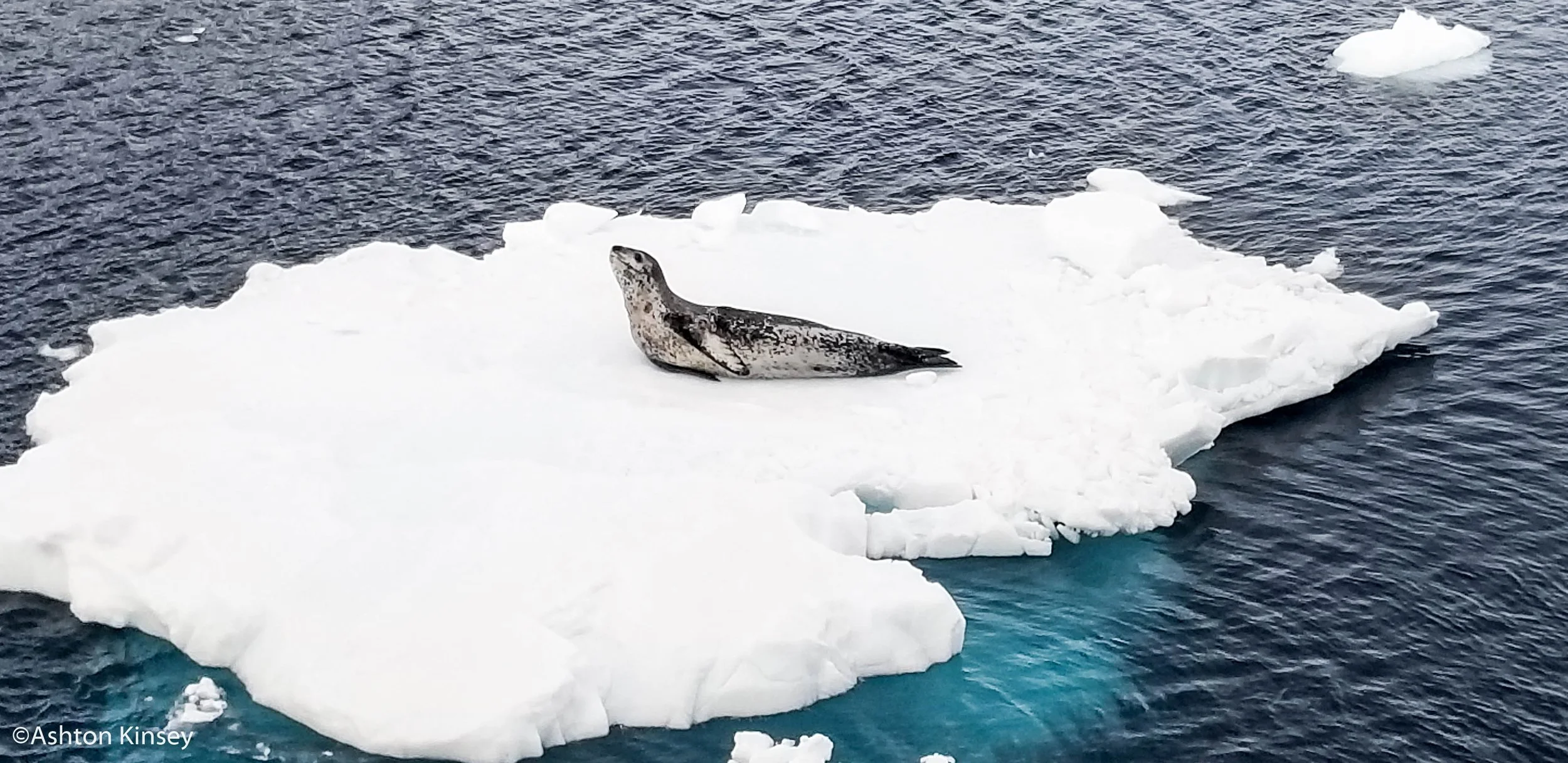 Neko Island-Actual-40.jpg