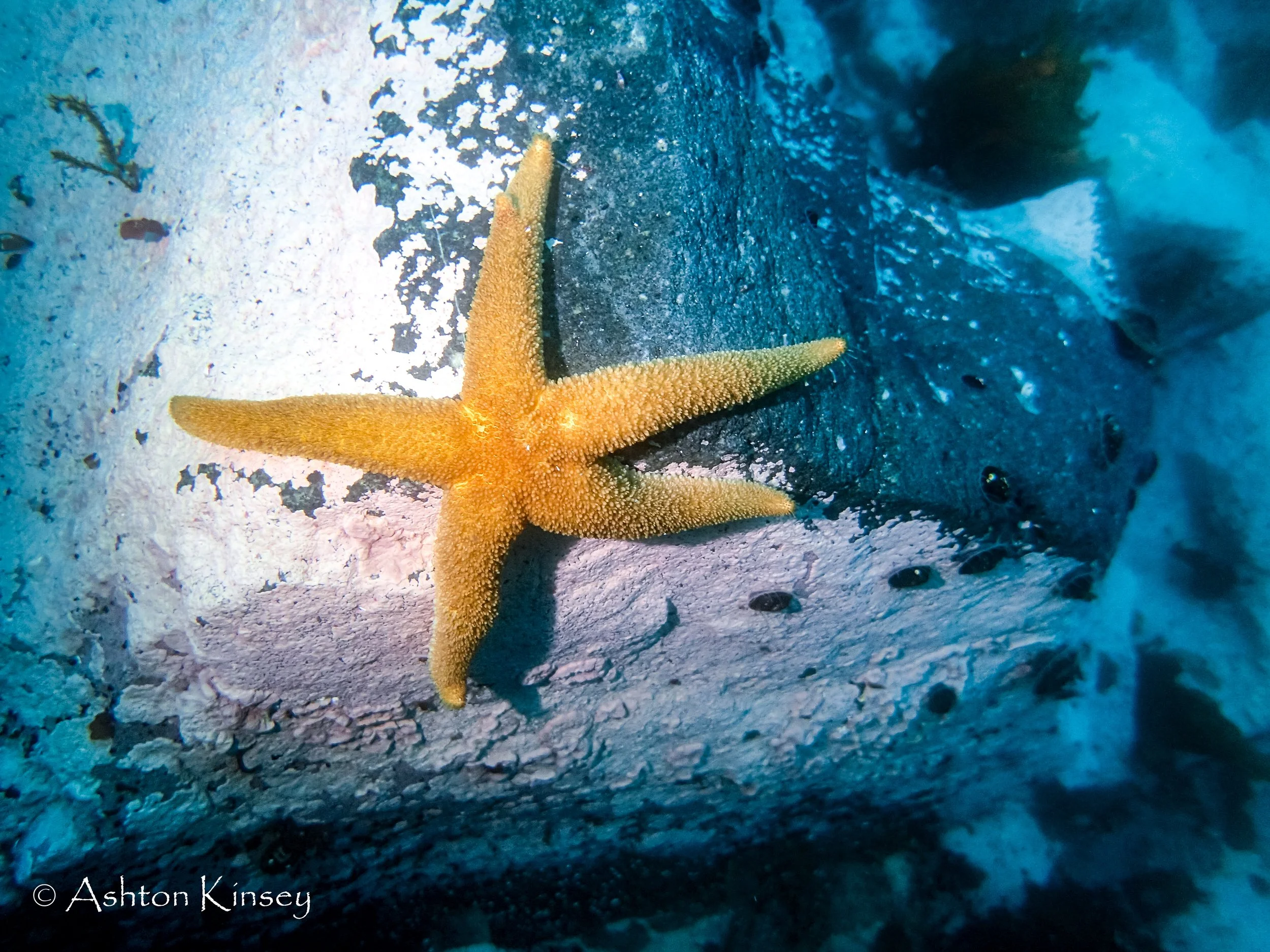 Antartica Dive 3-3.jpg