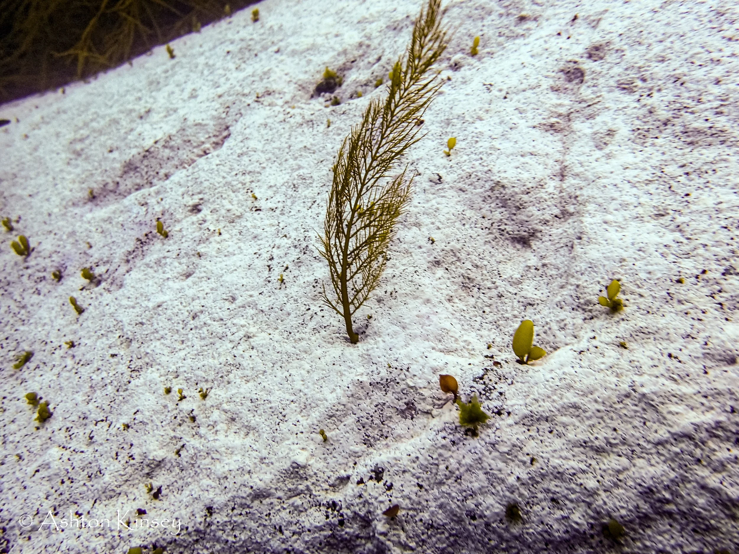 Antartica Dive 3-6.jpg