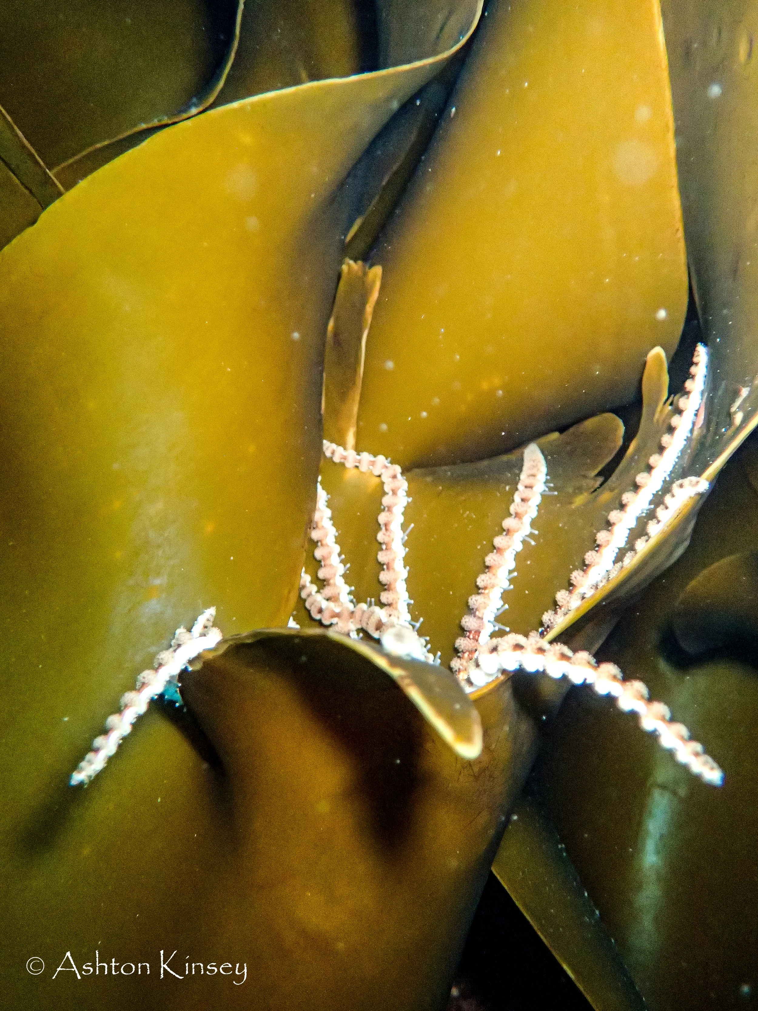 Antartica Dive 4-3.jpg