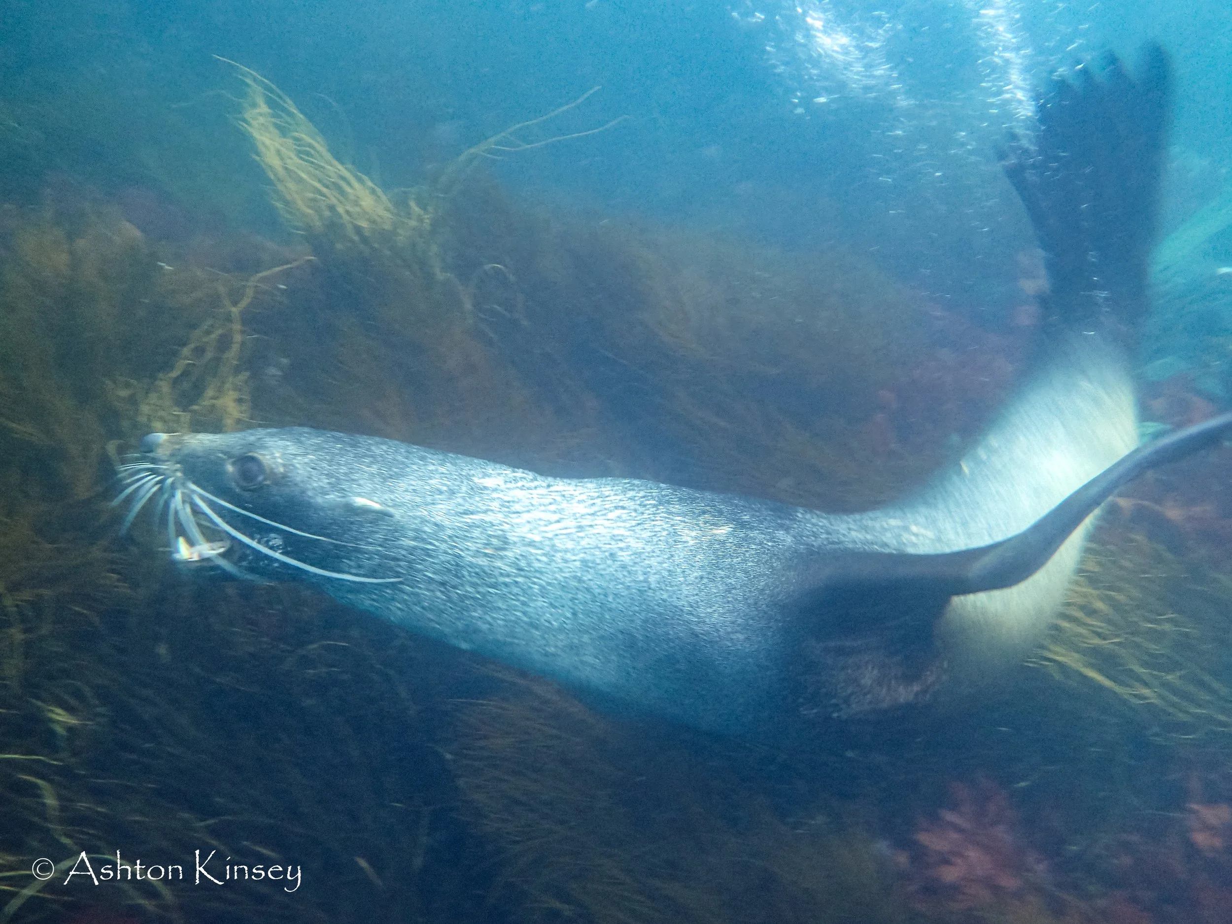 Antartica Dive 5-5.jpg