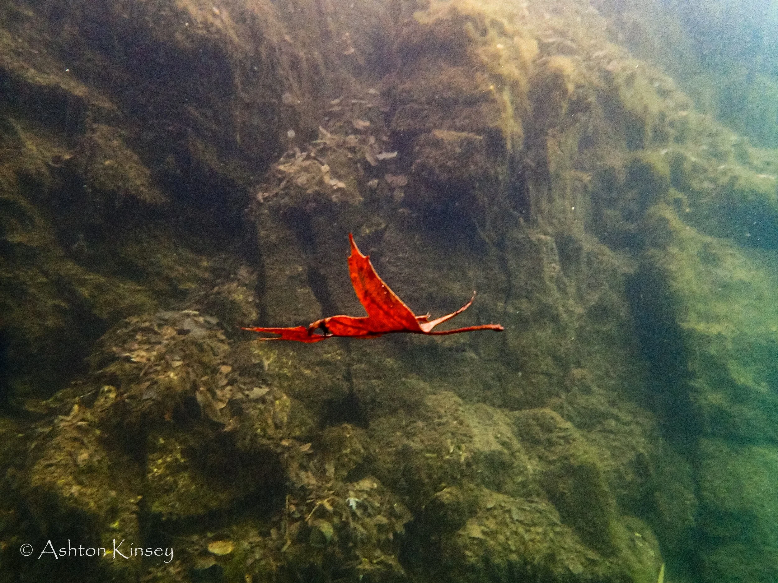 Illinois: Haigh Quarry 2015