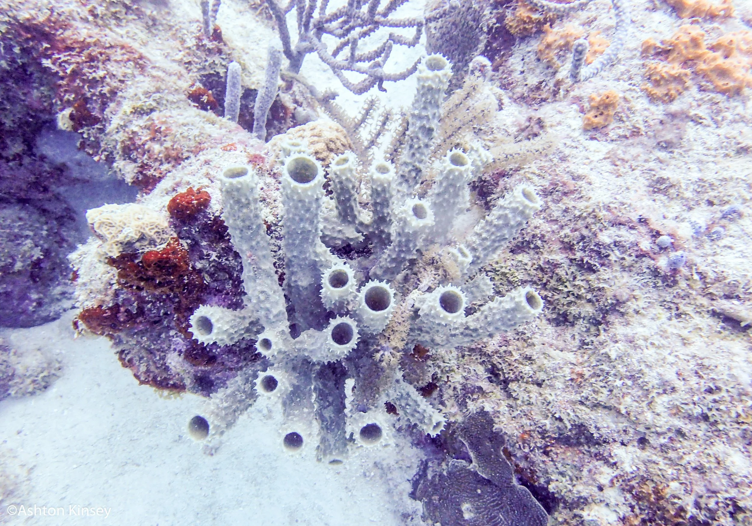 Dive 1 Sponges.jpg