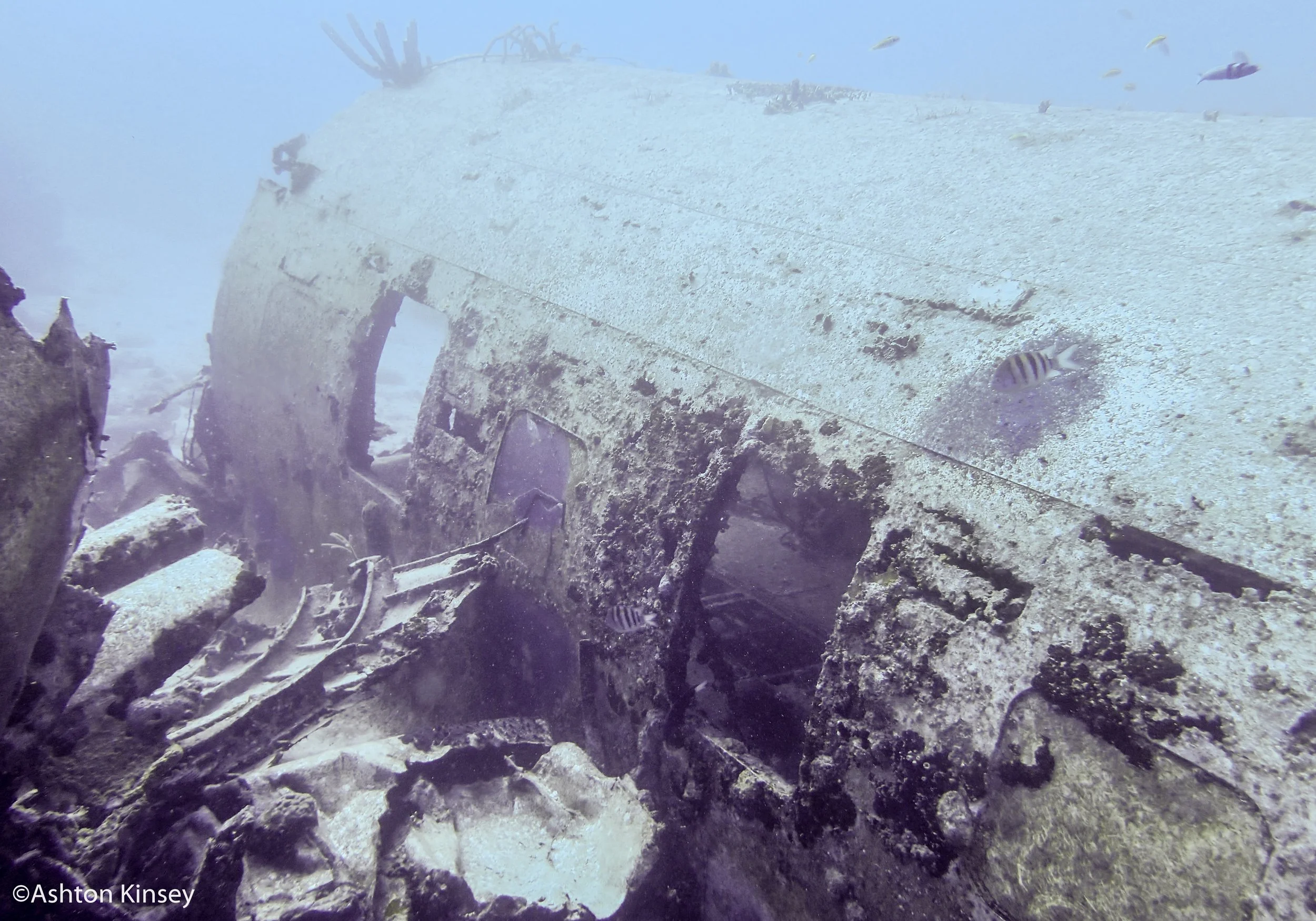 Dive 1 plane-2.jpg
