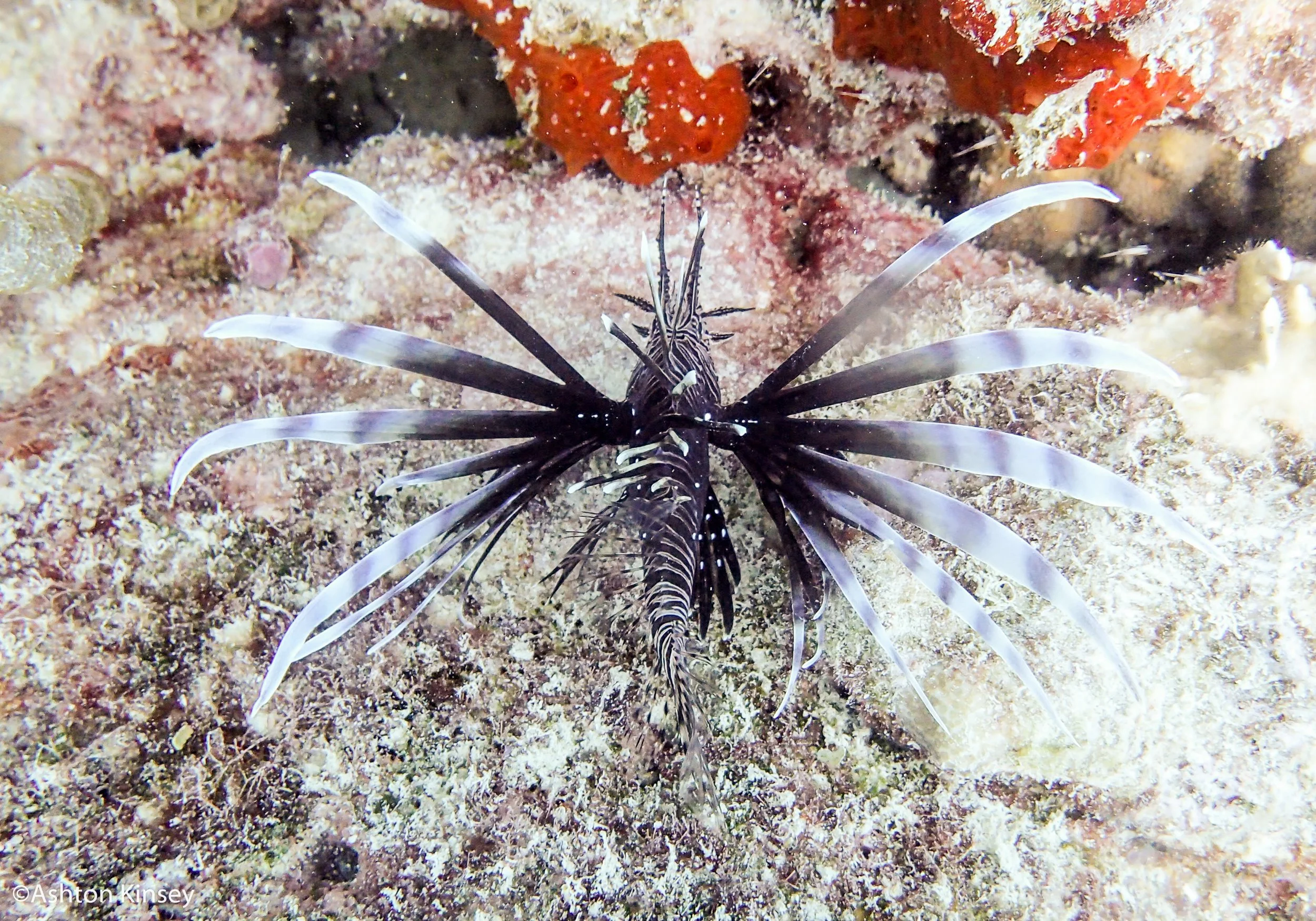 Dive 2 Svim-4.jpg