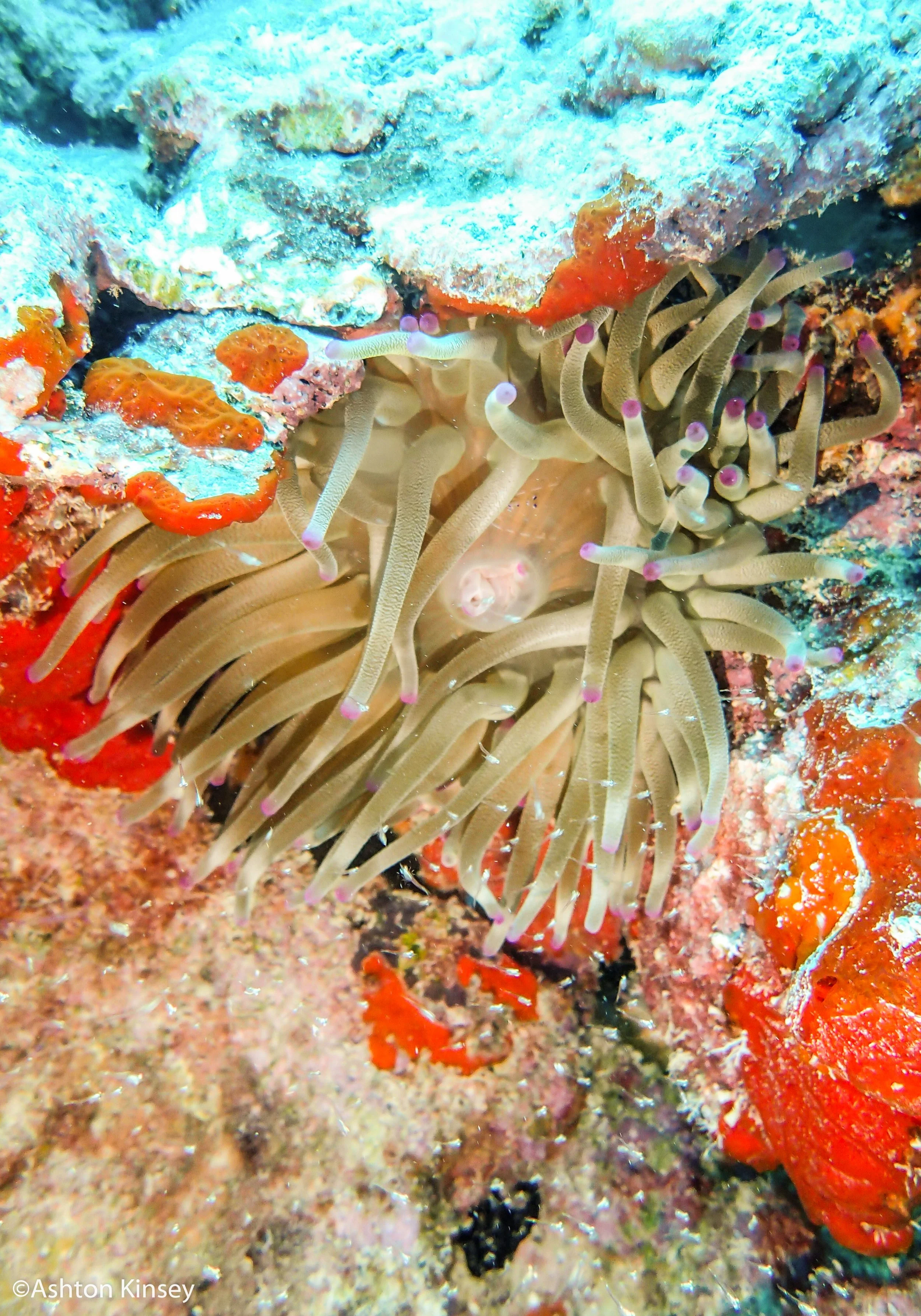 Dive 2 Svim-3.jpg