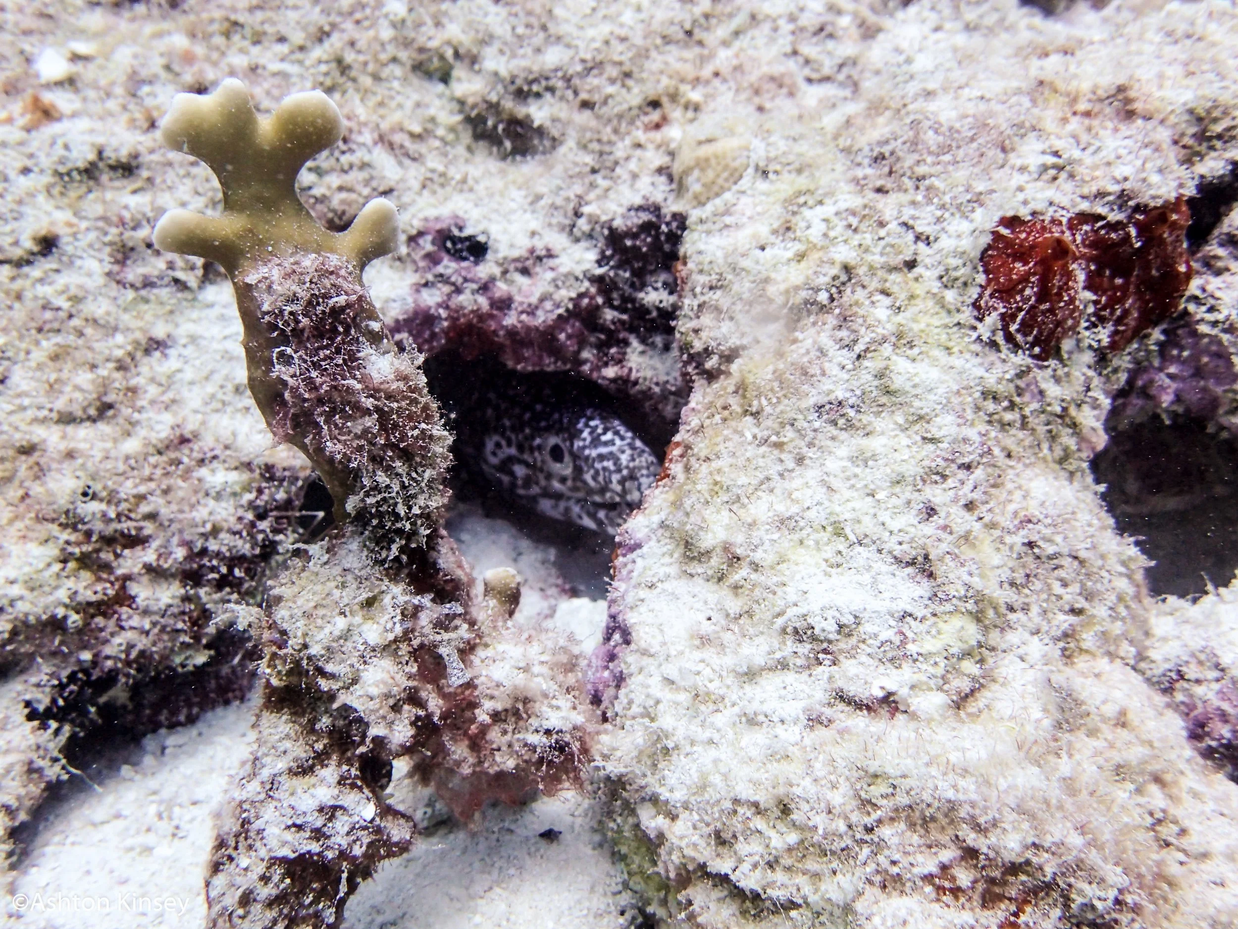 Dive 2 Worms only eels.jpg