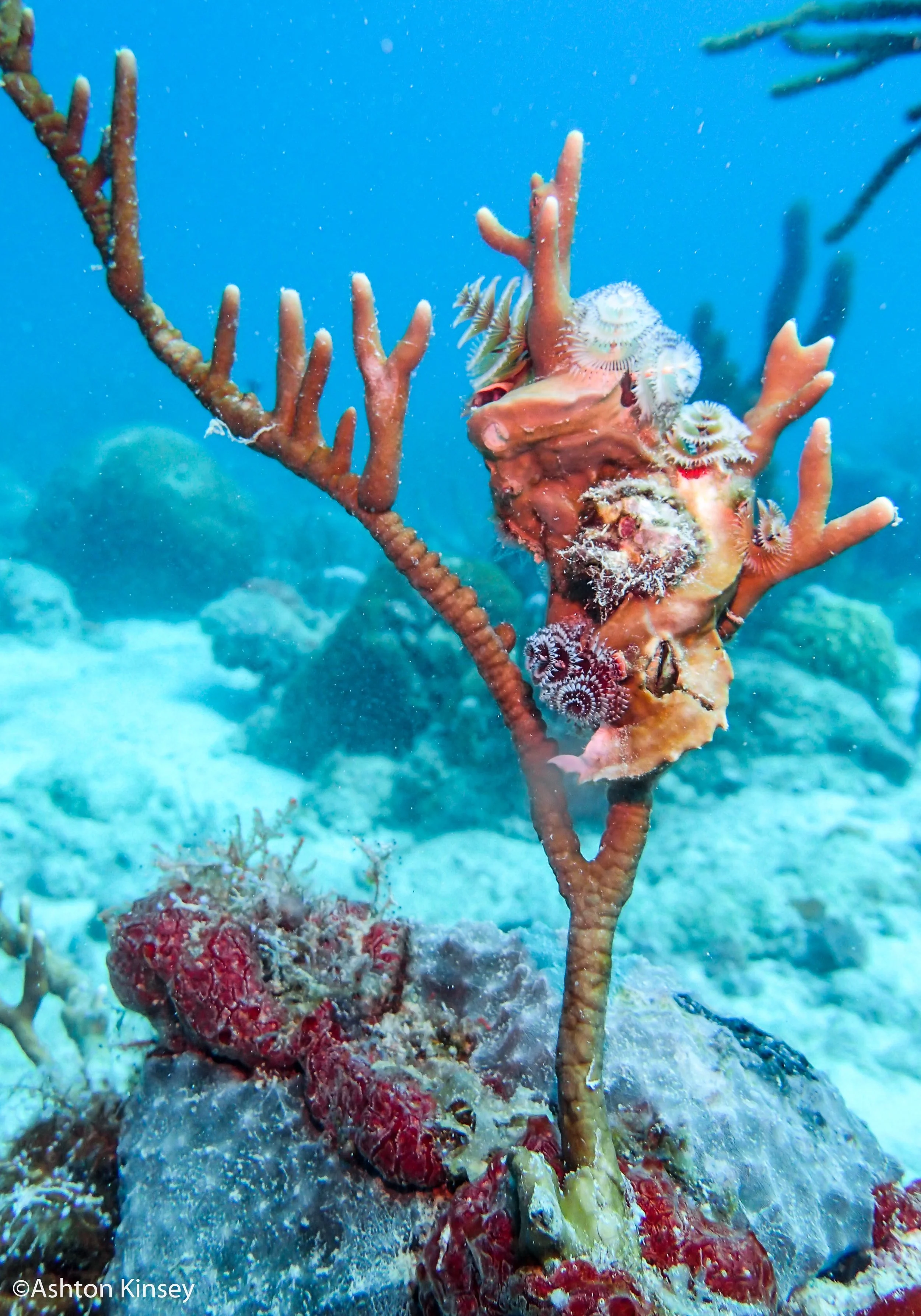 Dive 2 Worms.jpg