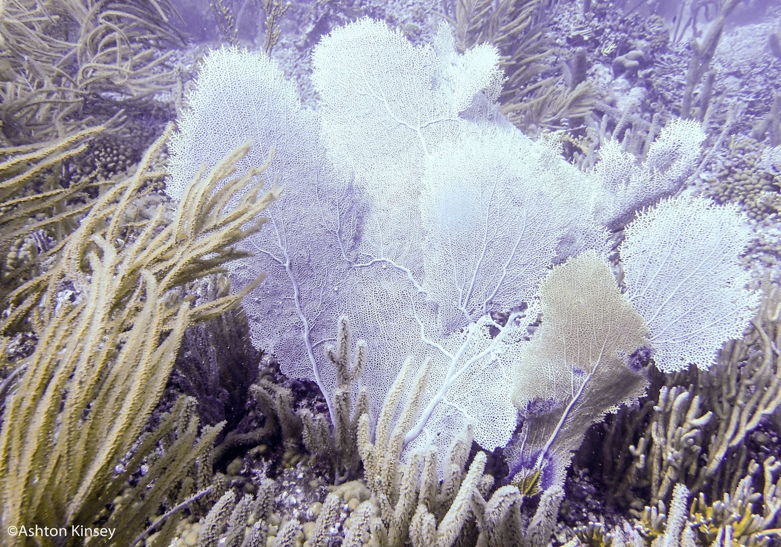 Dive 2 Sea fan.jpg
