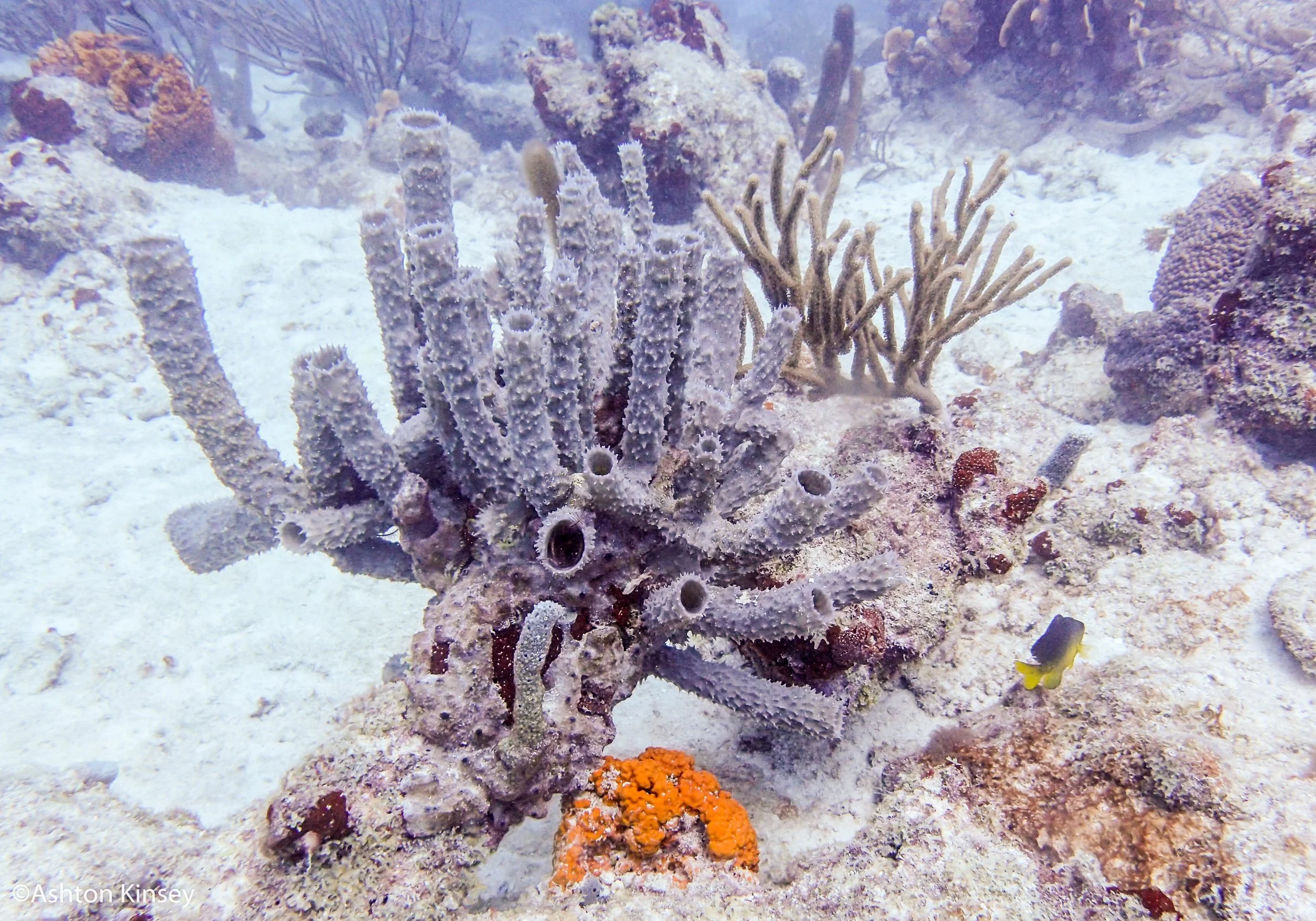 Dive 2 Svim-2.jpg