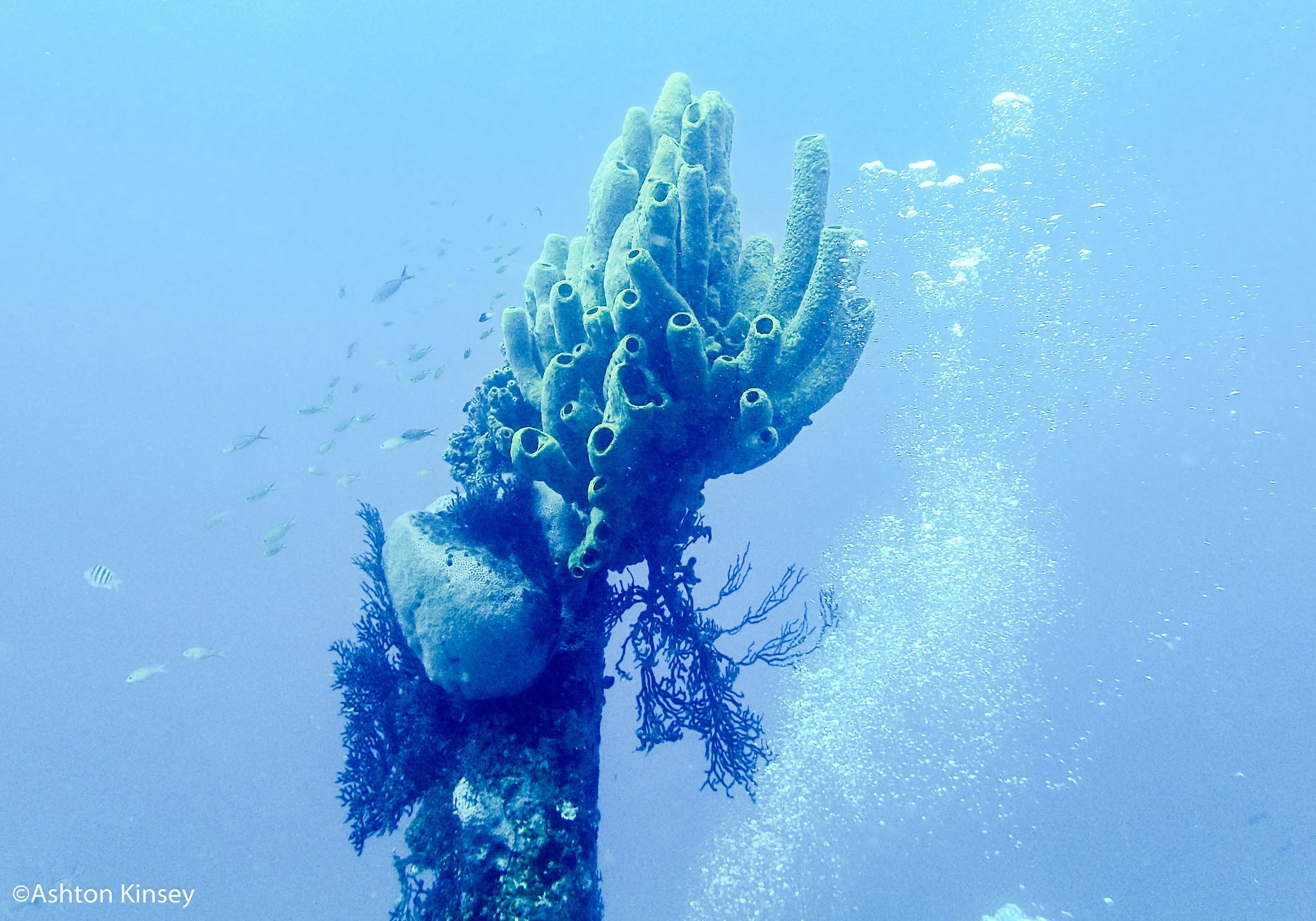 Dive 4 sponges.jpg