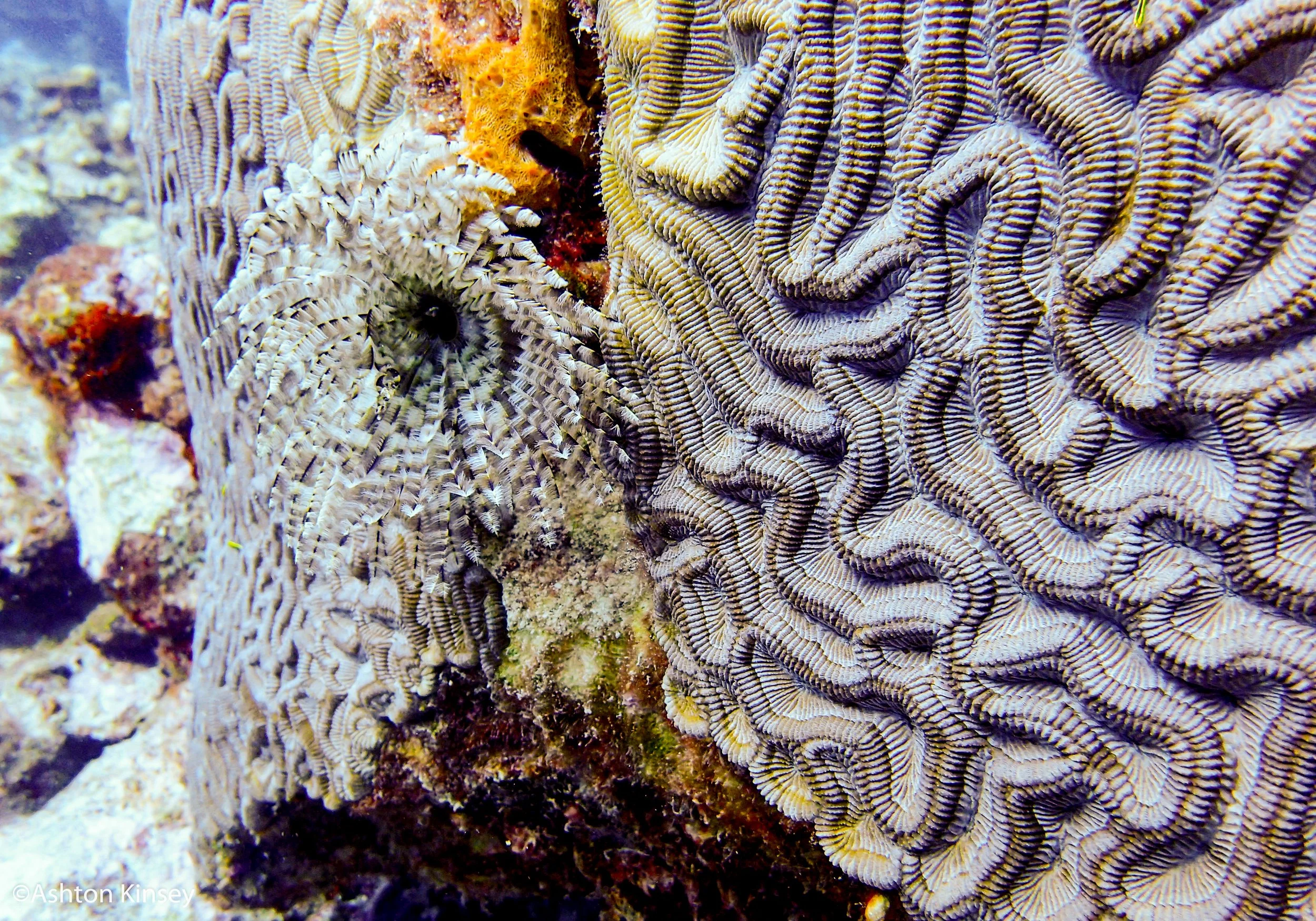 Dive 4.jpg