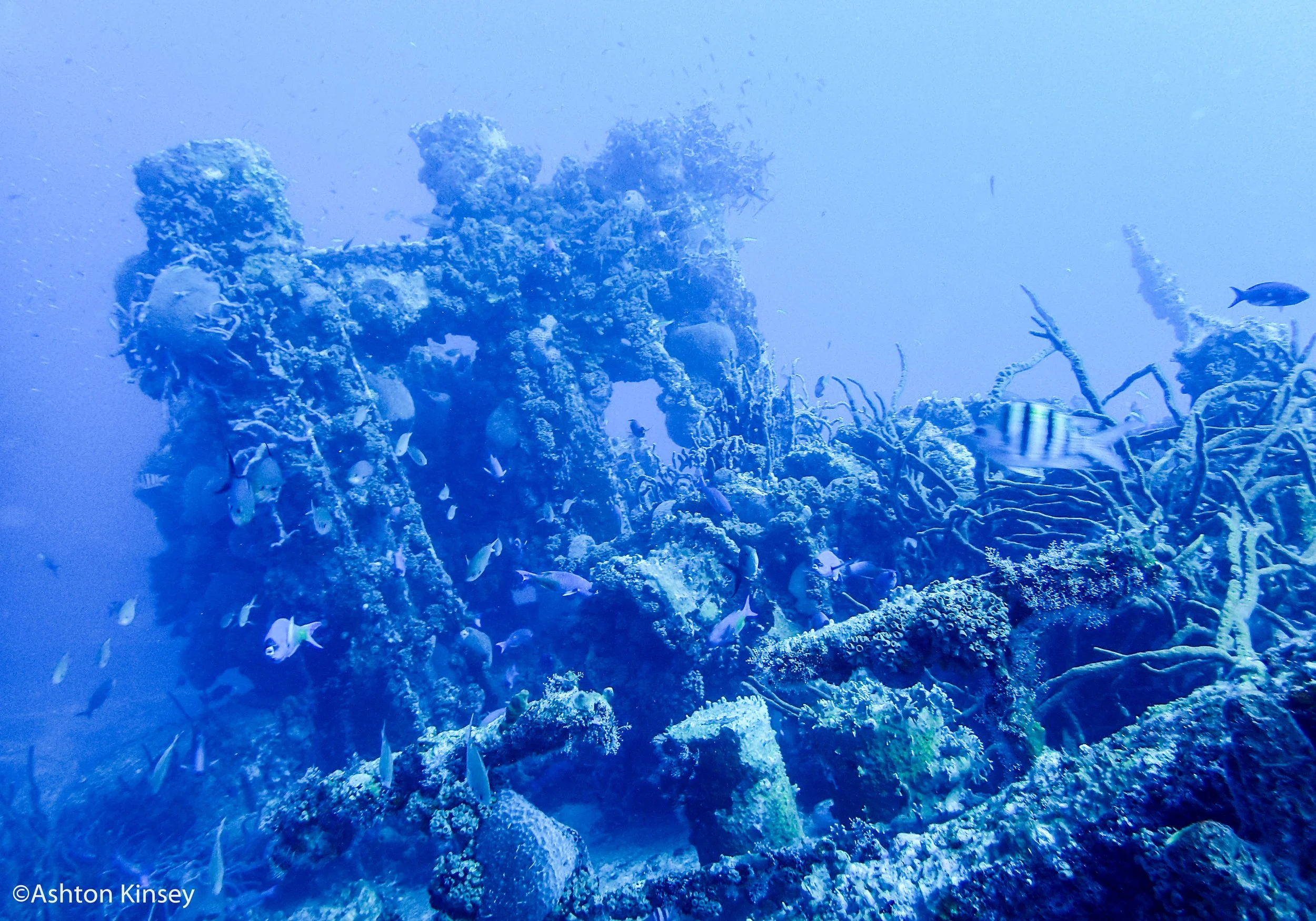 Dive 4-2.jpg
