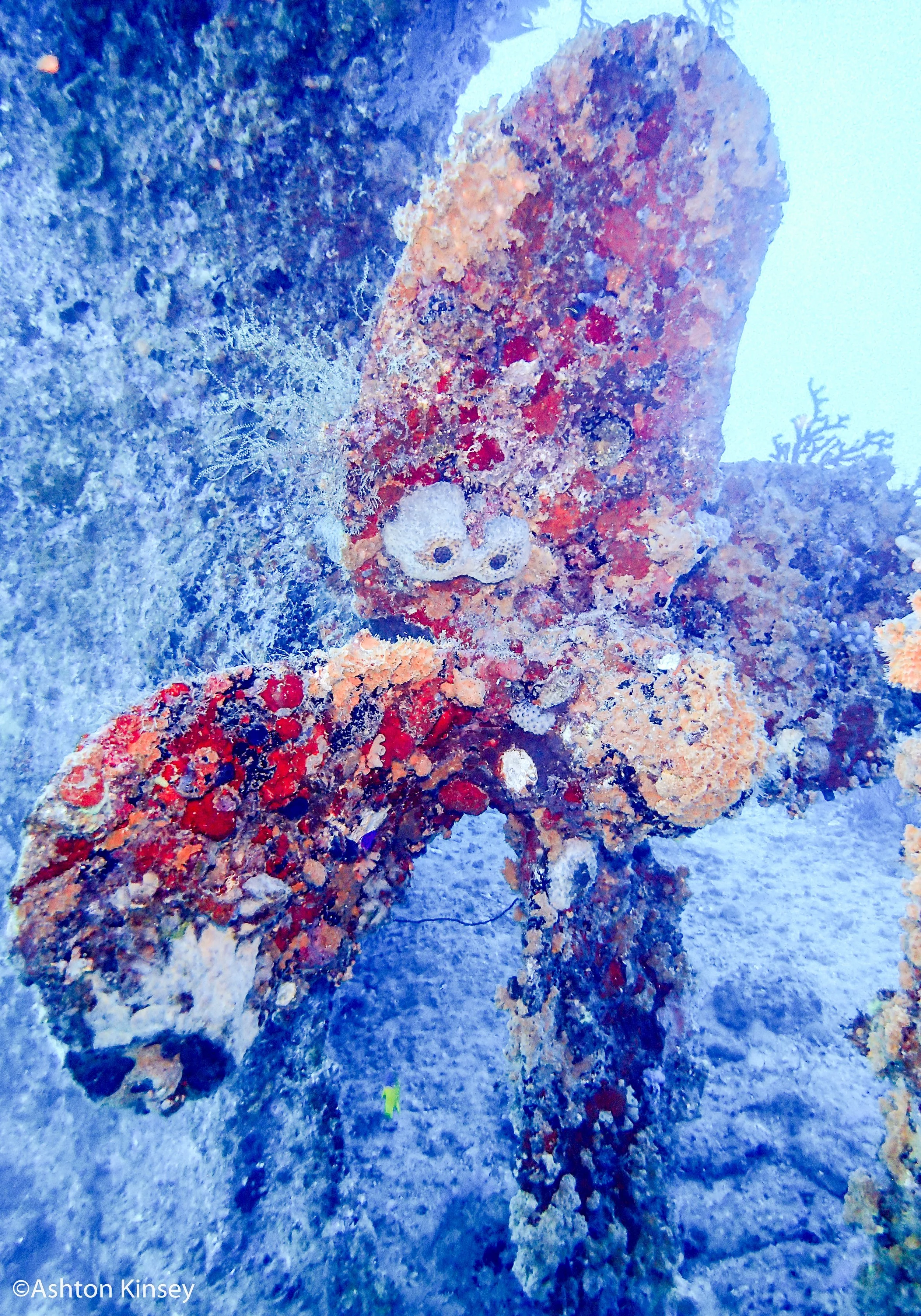 Dive 4 prop.jpg