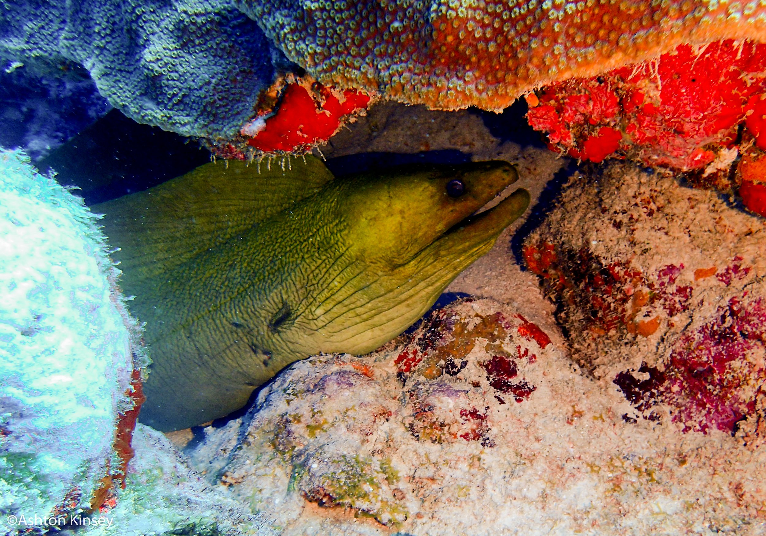 Dive 5 Mister eel.jpg