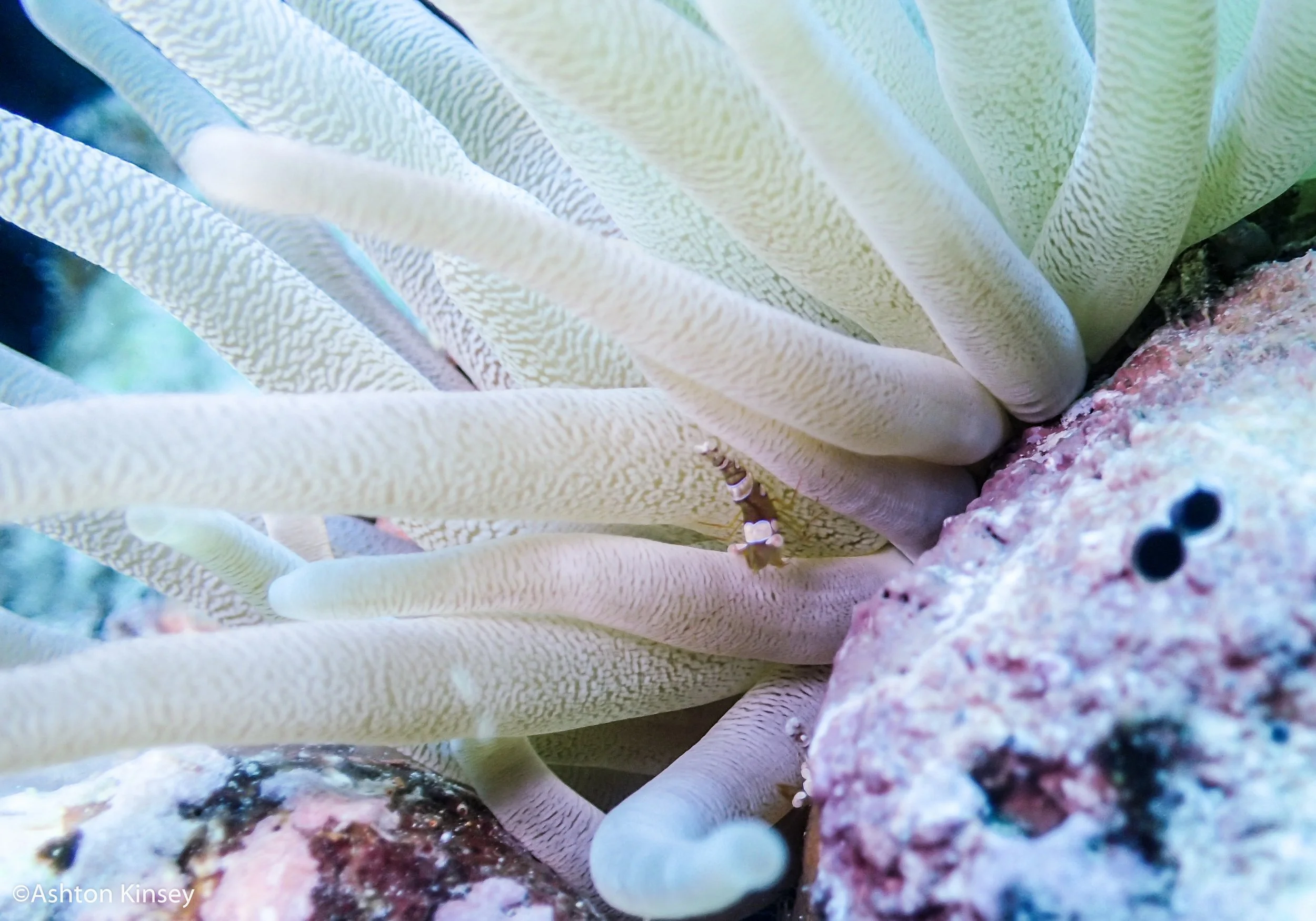 Dive 5 sexy shrimp.jpg