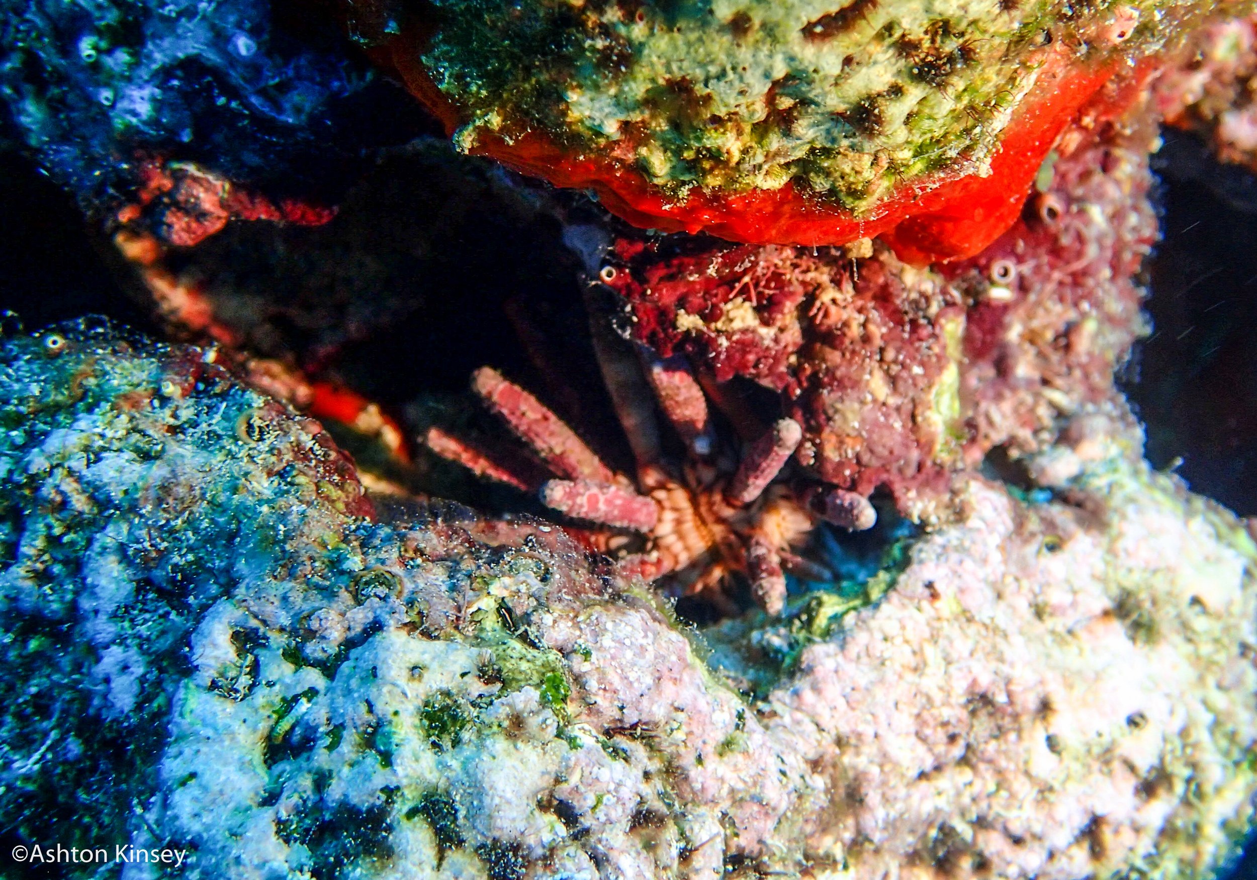 Dive 5 urchin.jpg