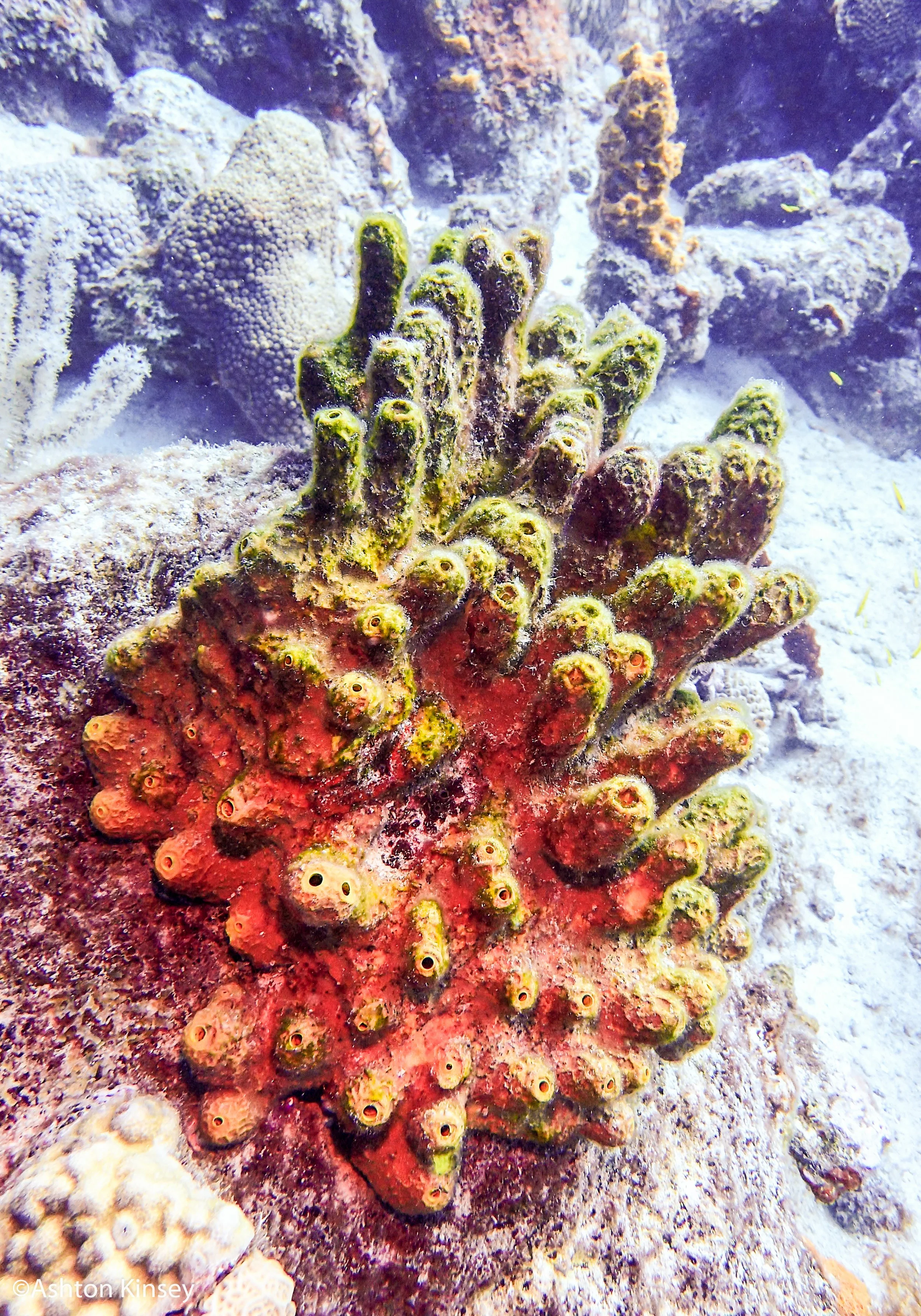 Dive 5 sponge.jpg