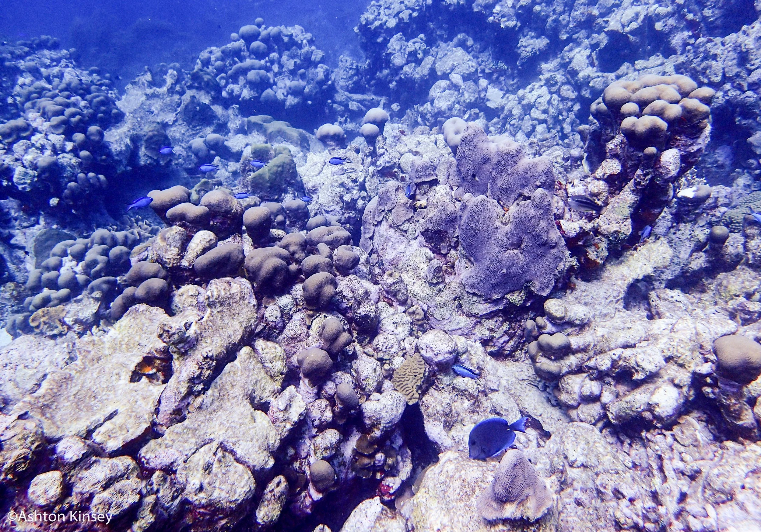Dive 5.jpg