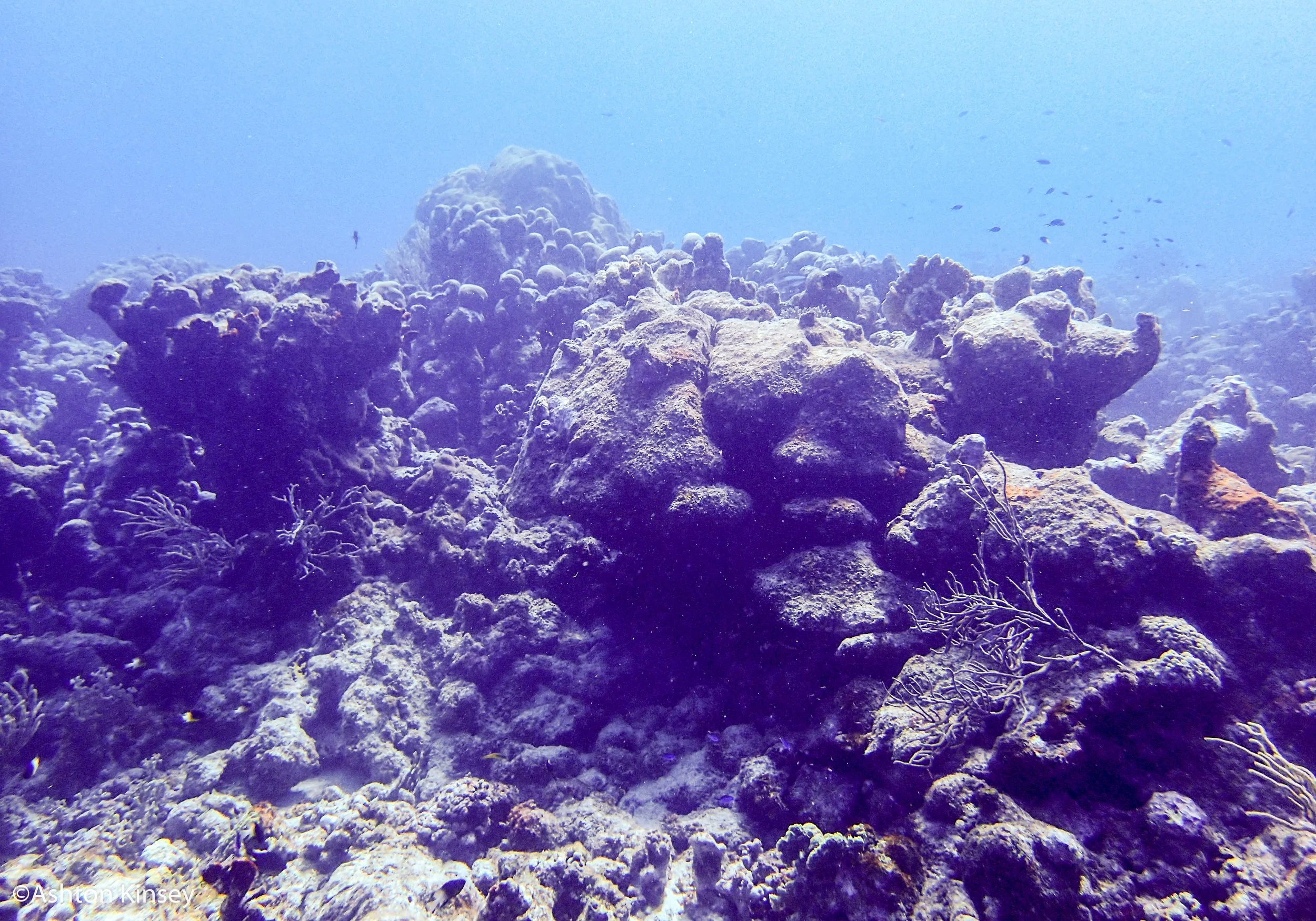 Dive 5-2.jpg
