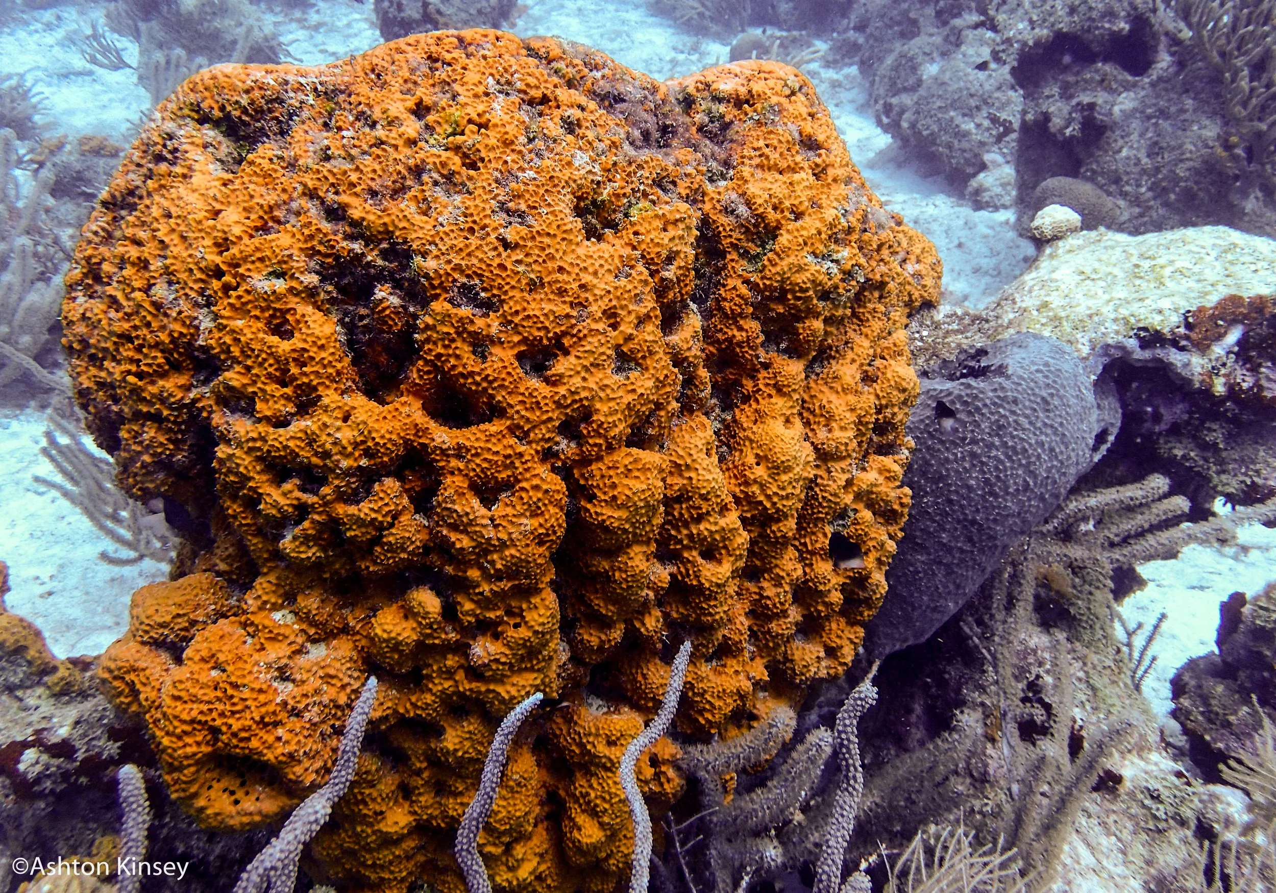 Dive 5-4.jpg