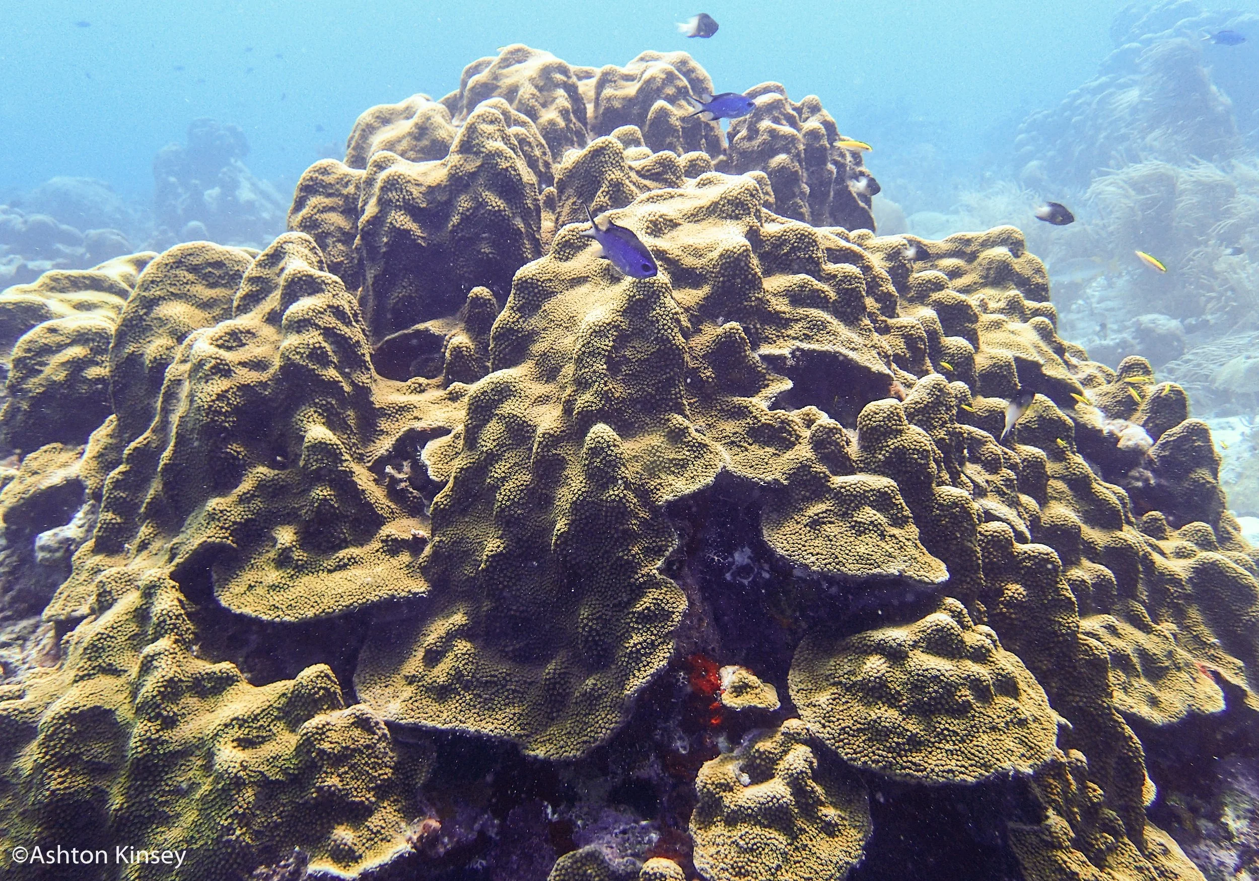 Dive 5-5.jpg