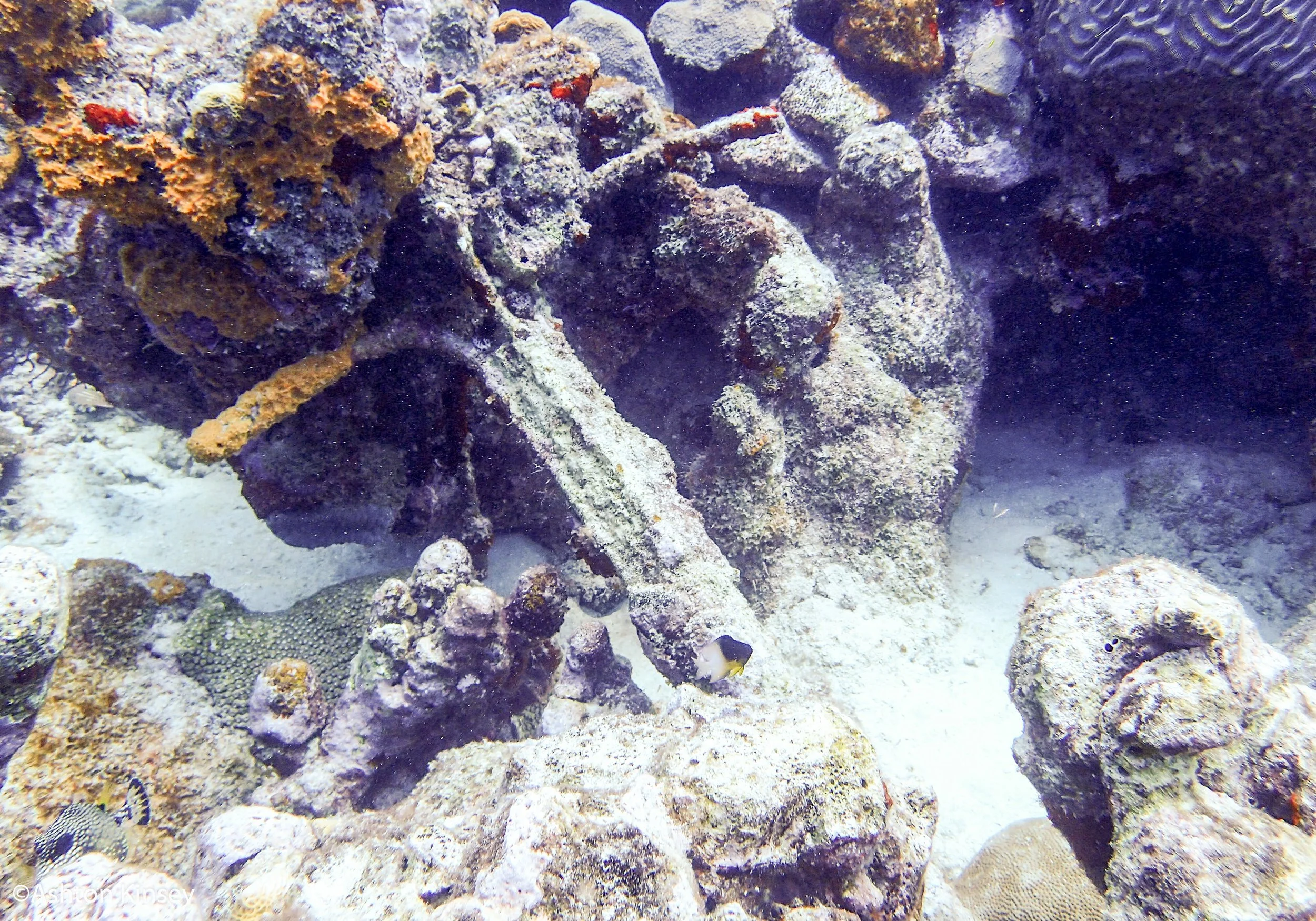 Dive 5-6.jpg