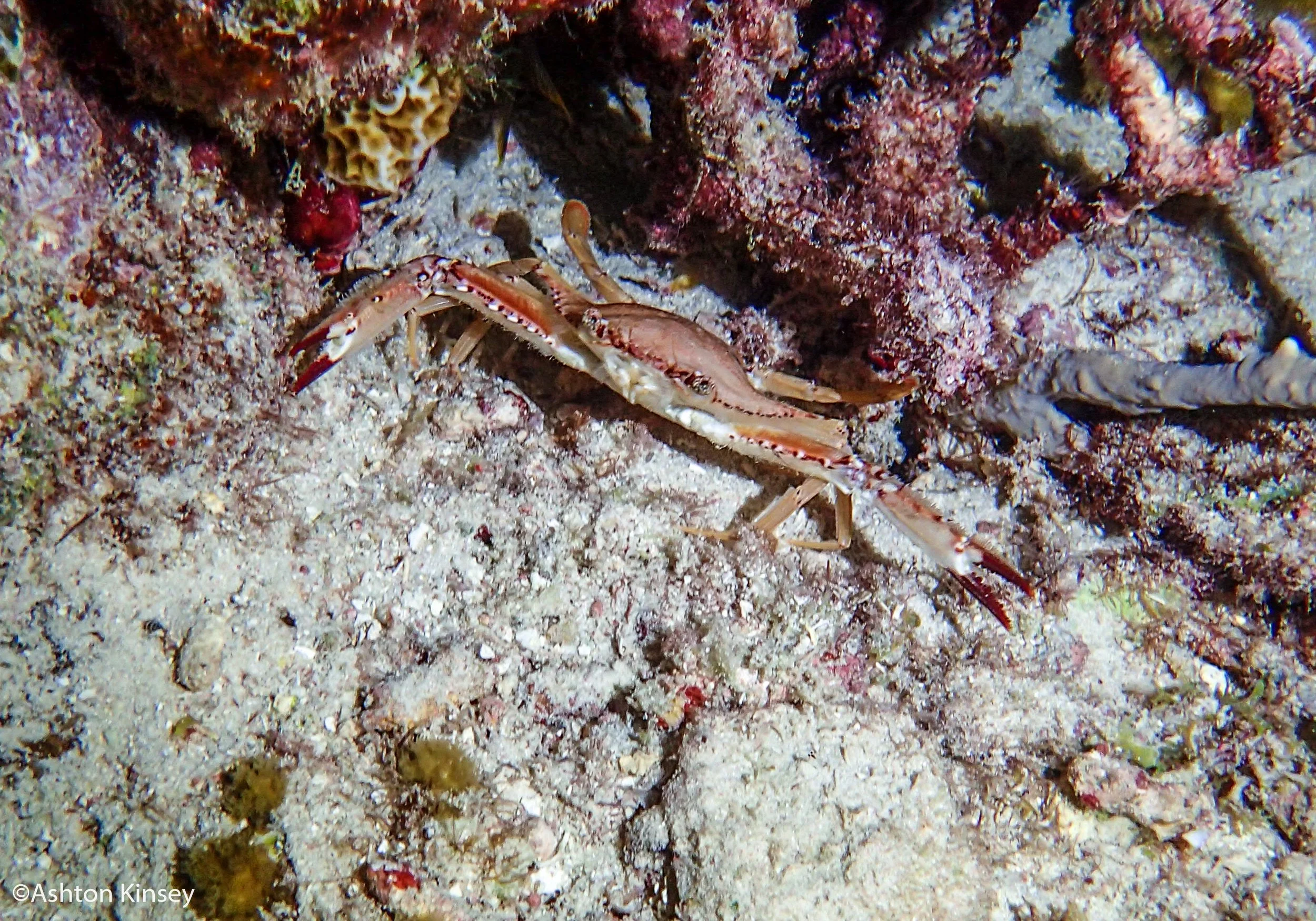 Dive 3-6 crab-2.jpg