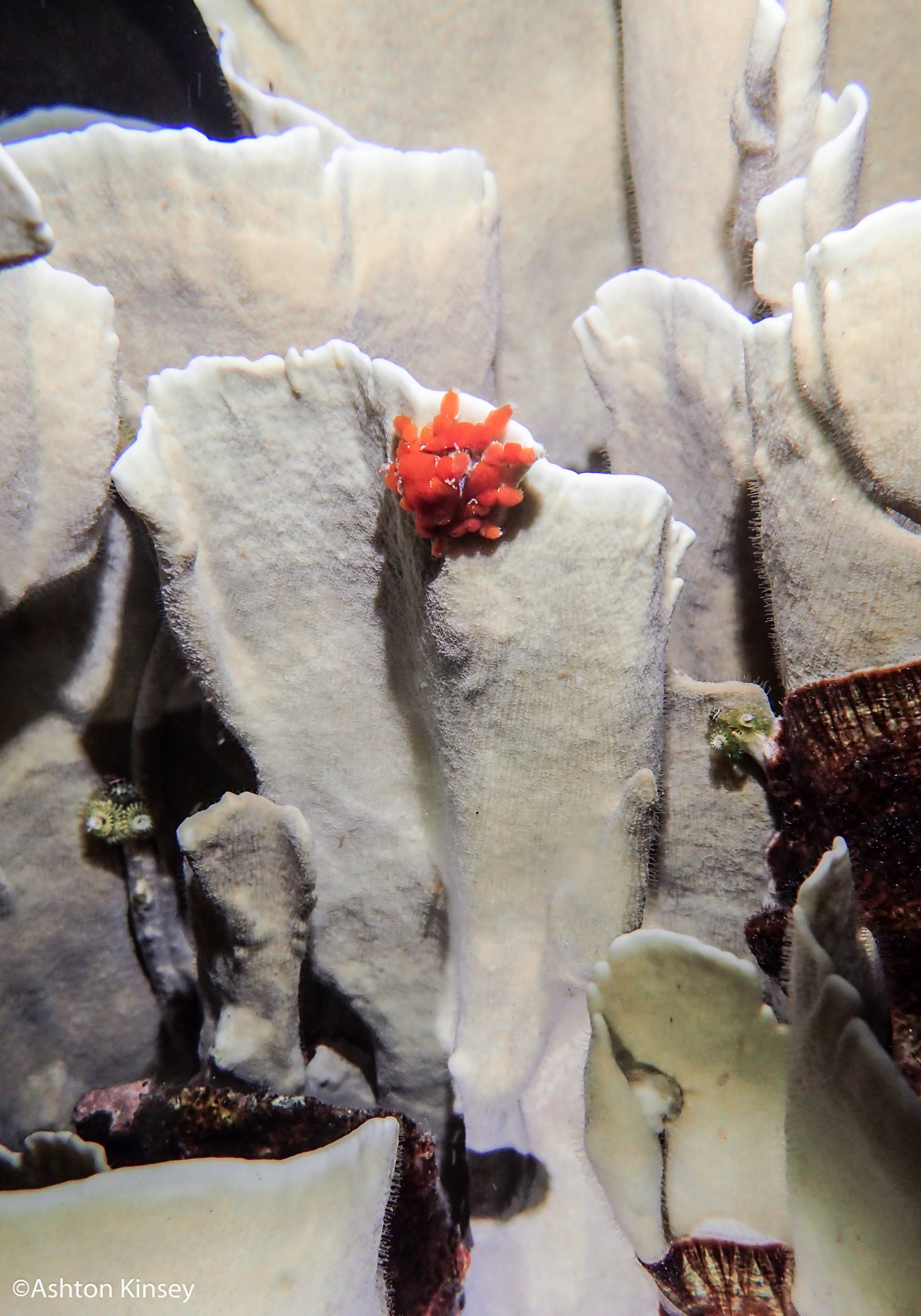 Dive 3-6 crab.jpg