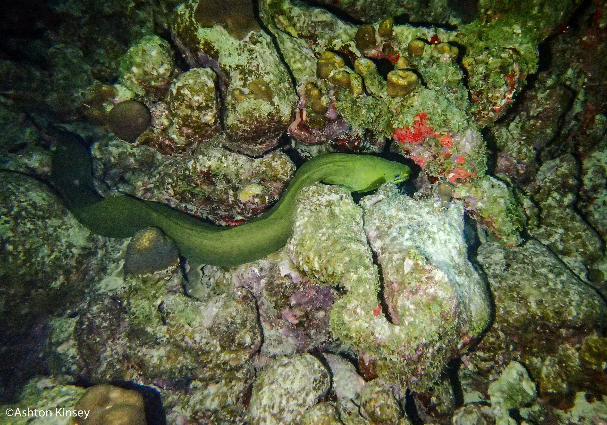 Dive 3-6 eelsph.jpg