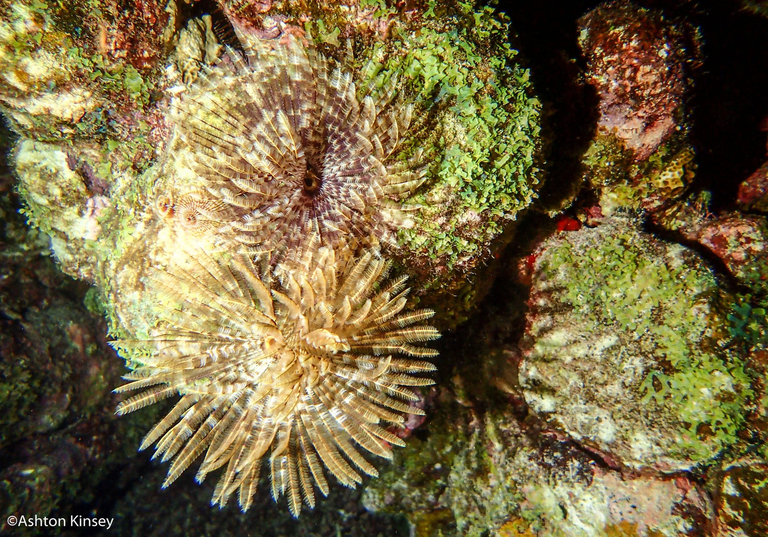 Dive 3-6 feather dusters.jpg
