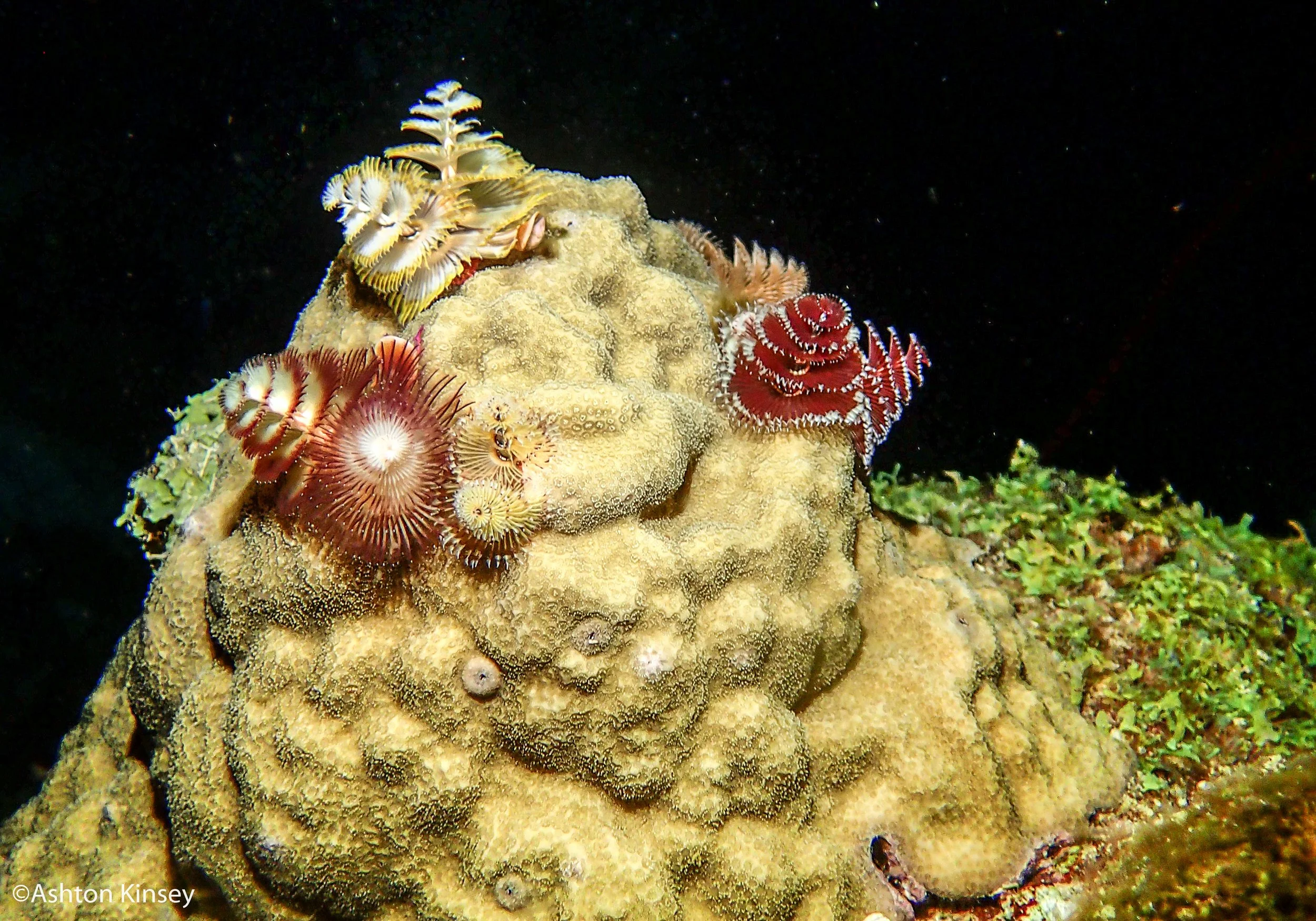 Dive 3-6 worms.jpg