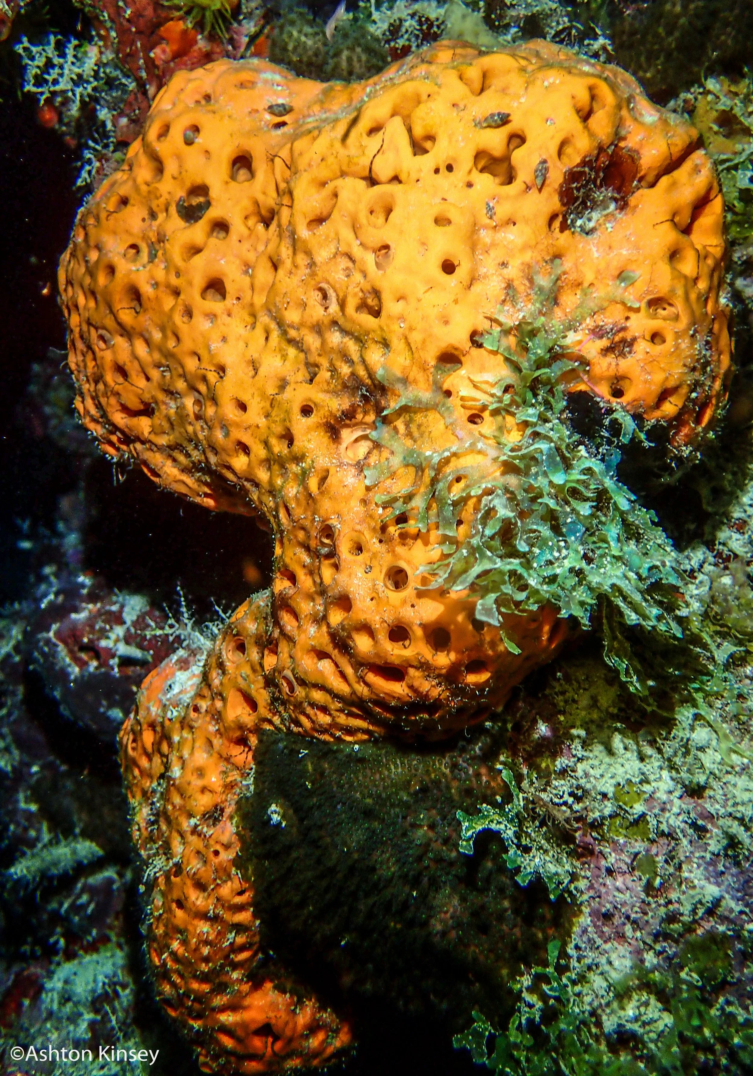 Dive 3-6 sponges.jpg