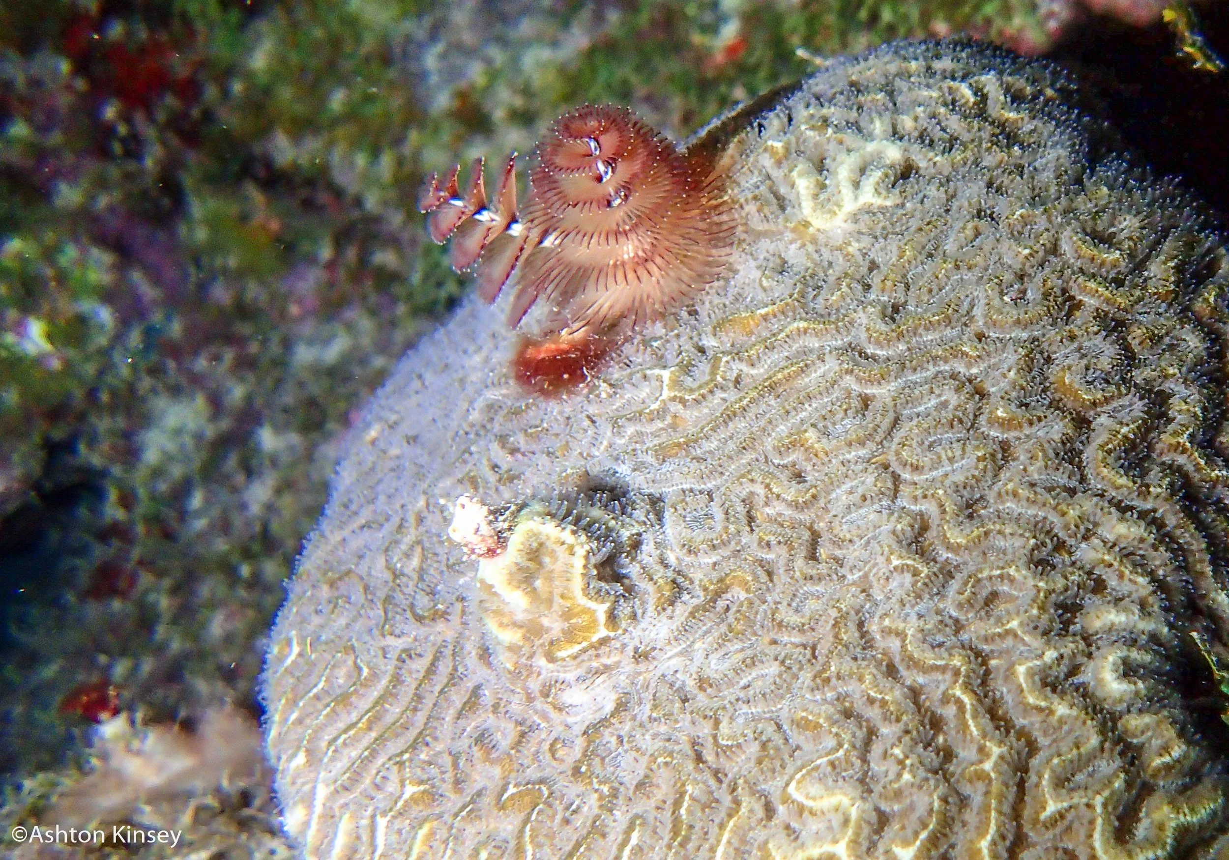 Dive 3-6 worms-2.jpg