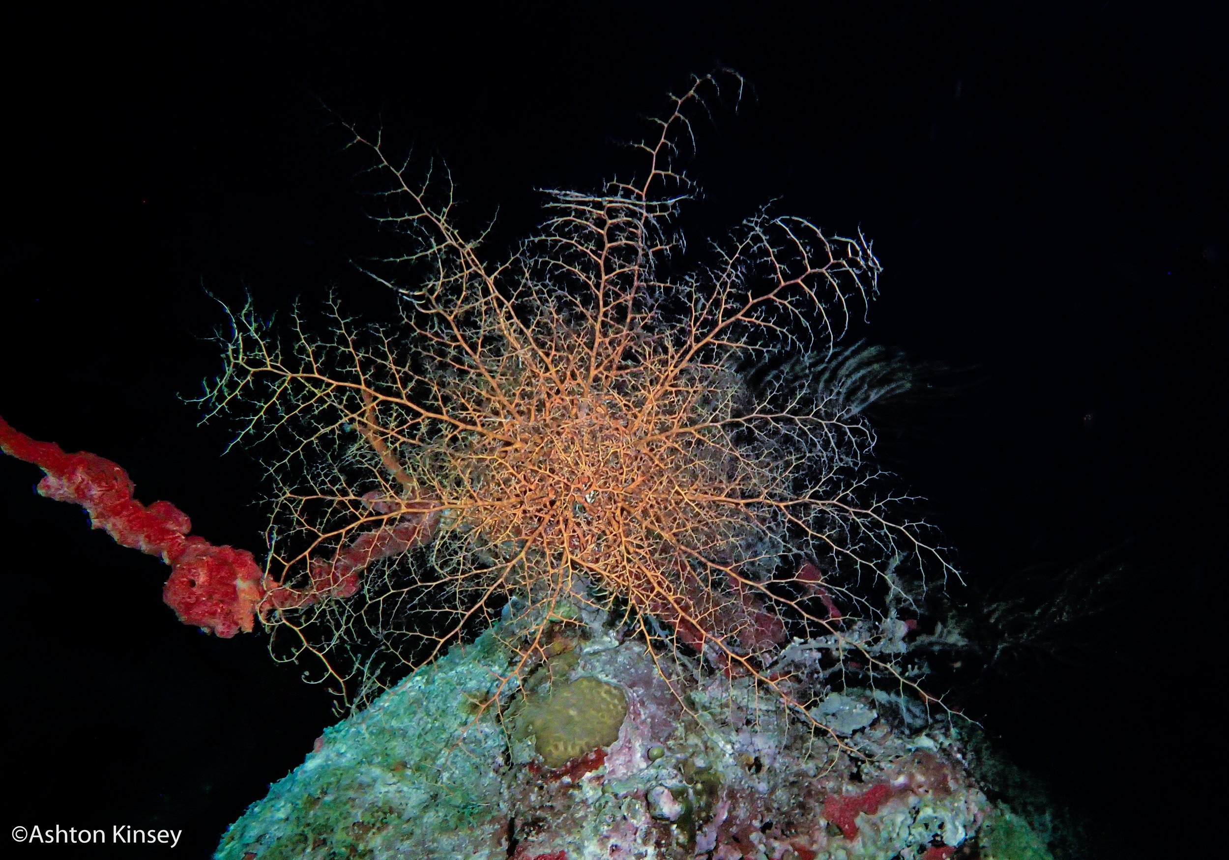 Dive 3-6 worms-3.jpg