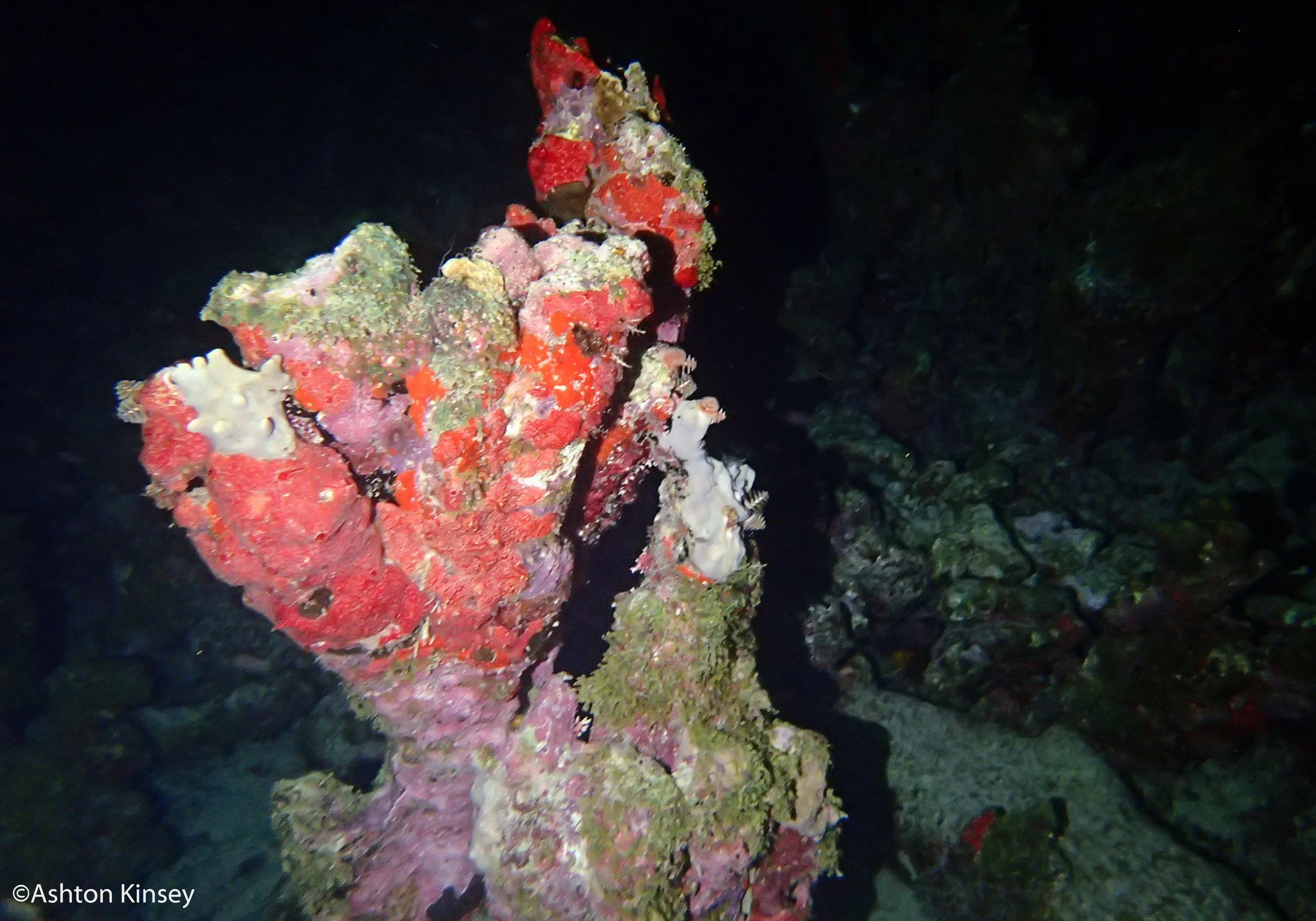 Dive 3-6-3.jpg