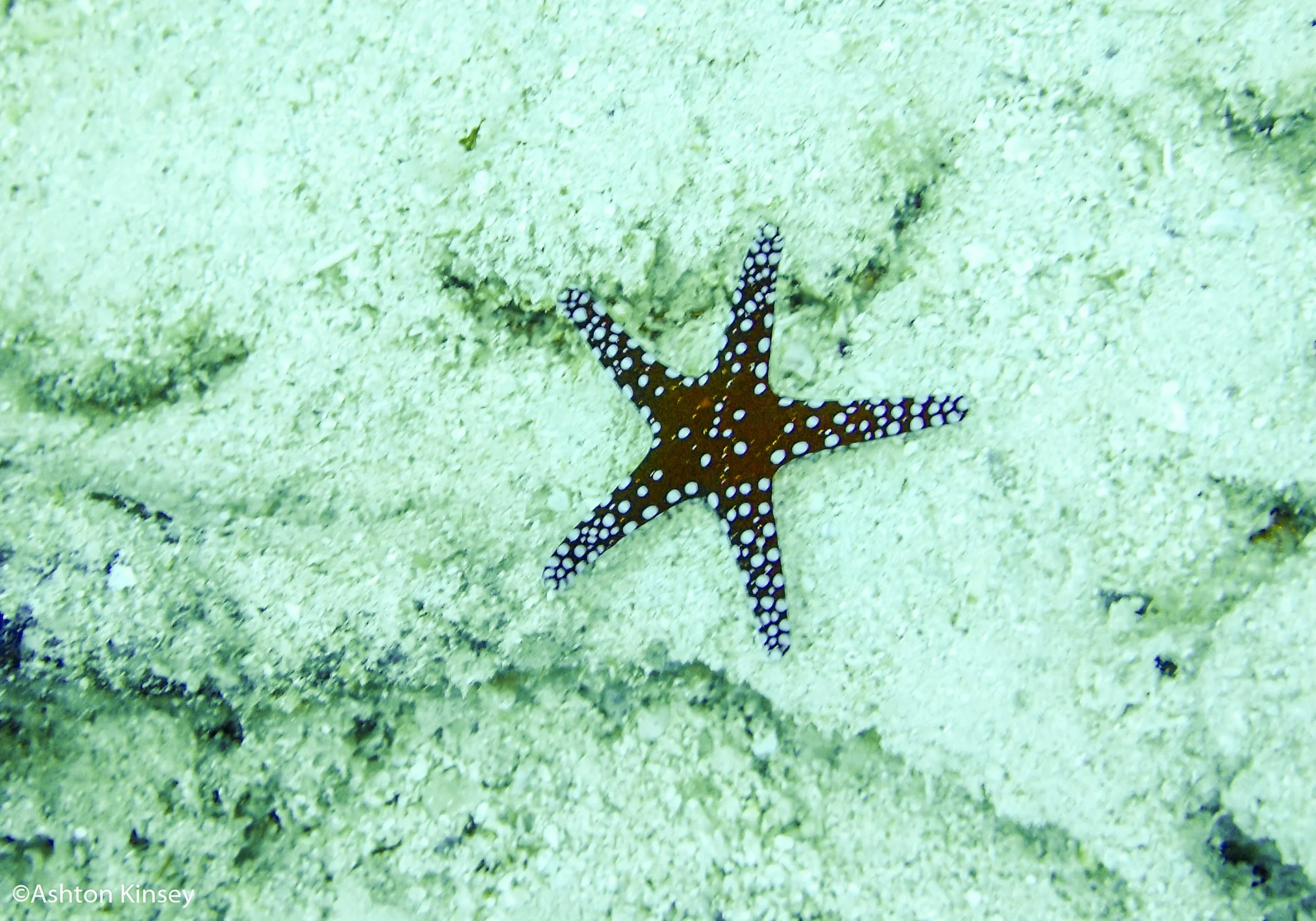 Ras Torombi star.jpg