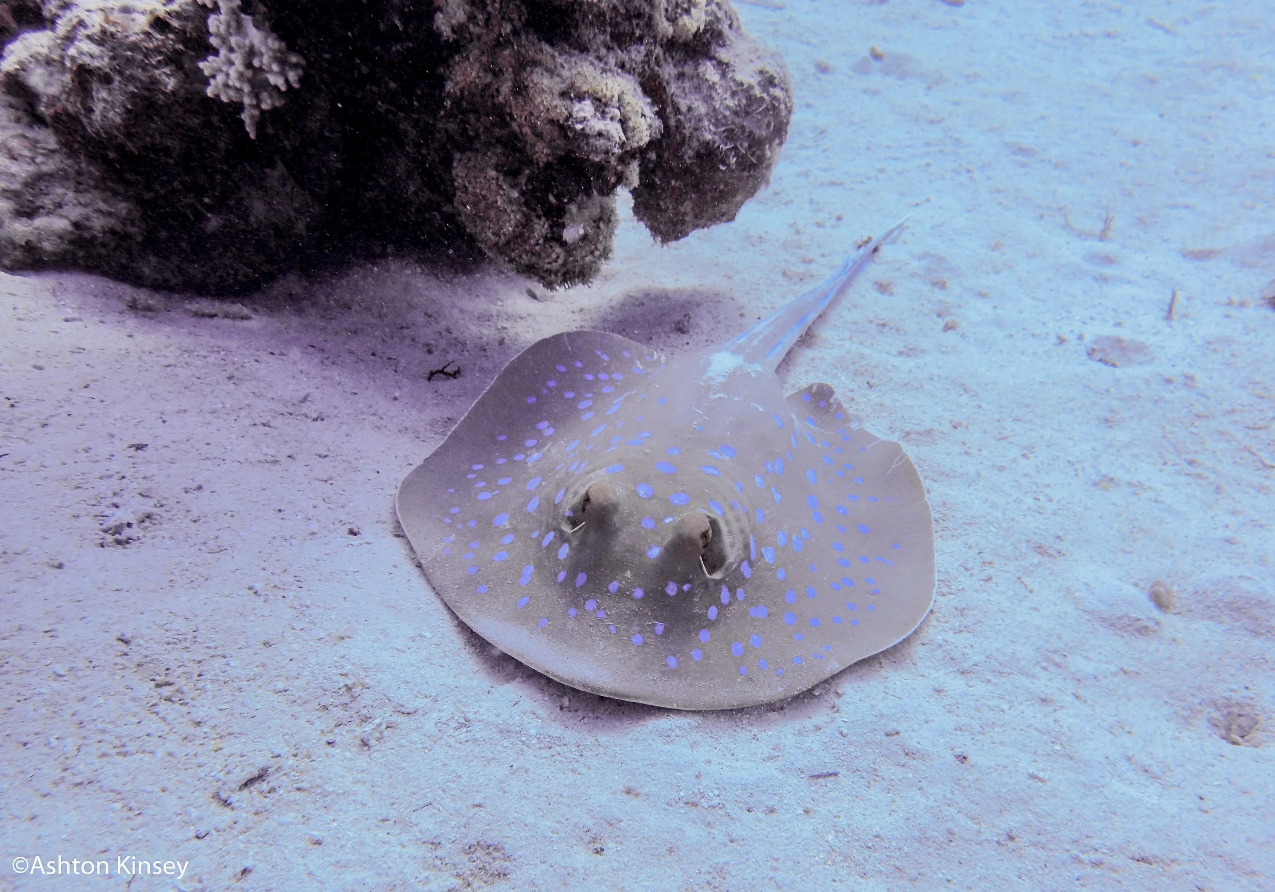Ras Torombi blue spot.jpg