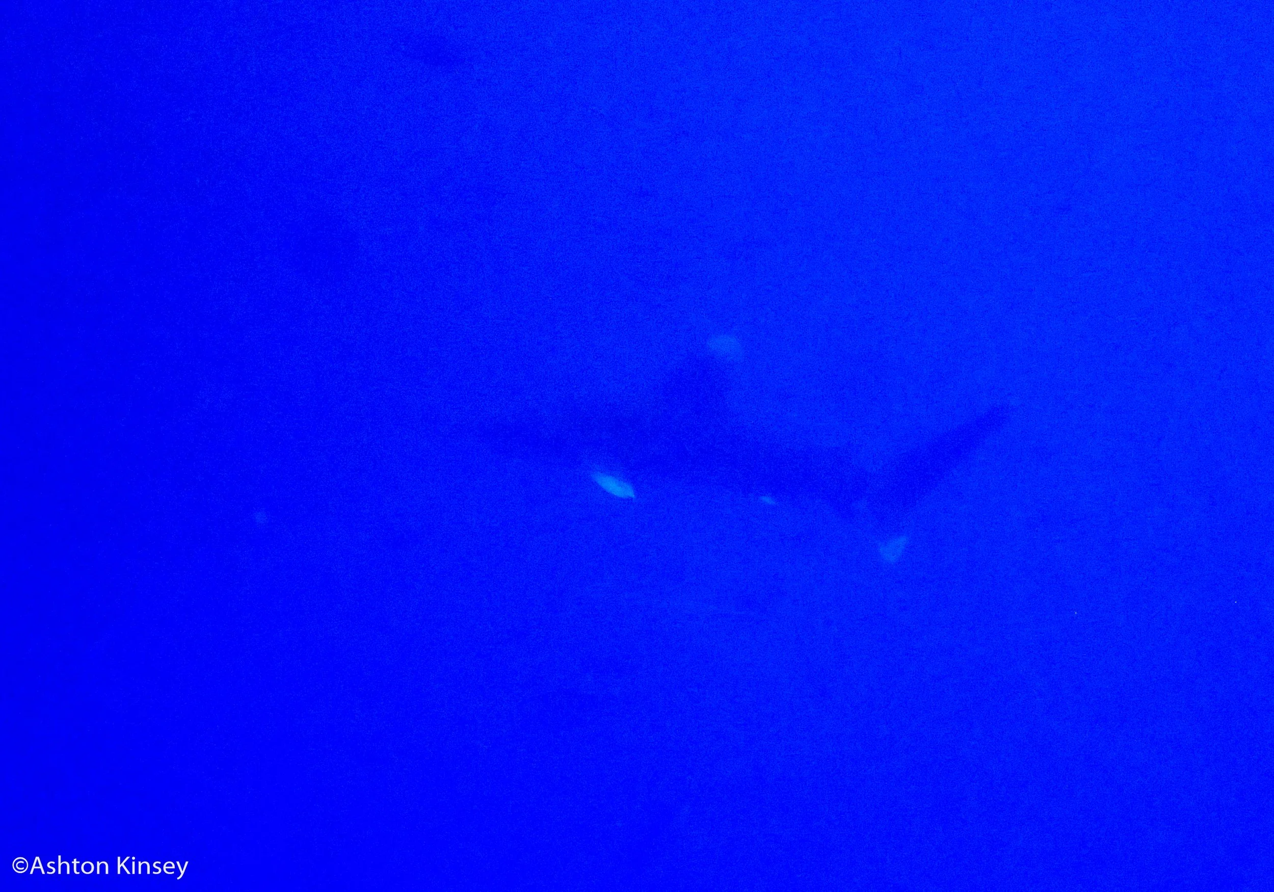 Little Brother 1 oceanic white tip-2.jpg