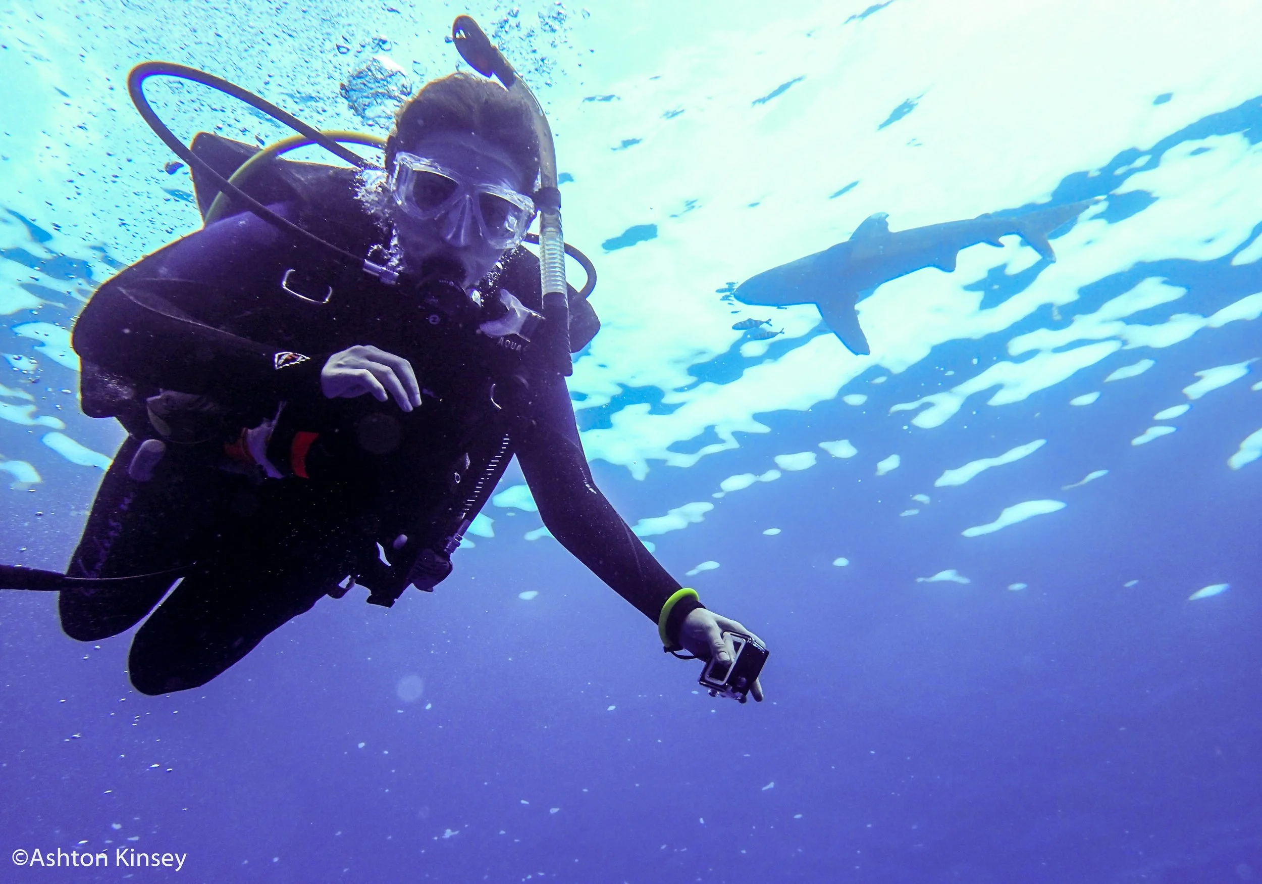 Little Brother 1 oceanic white tip.jpg