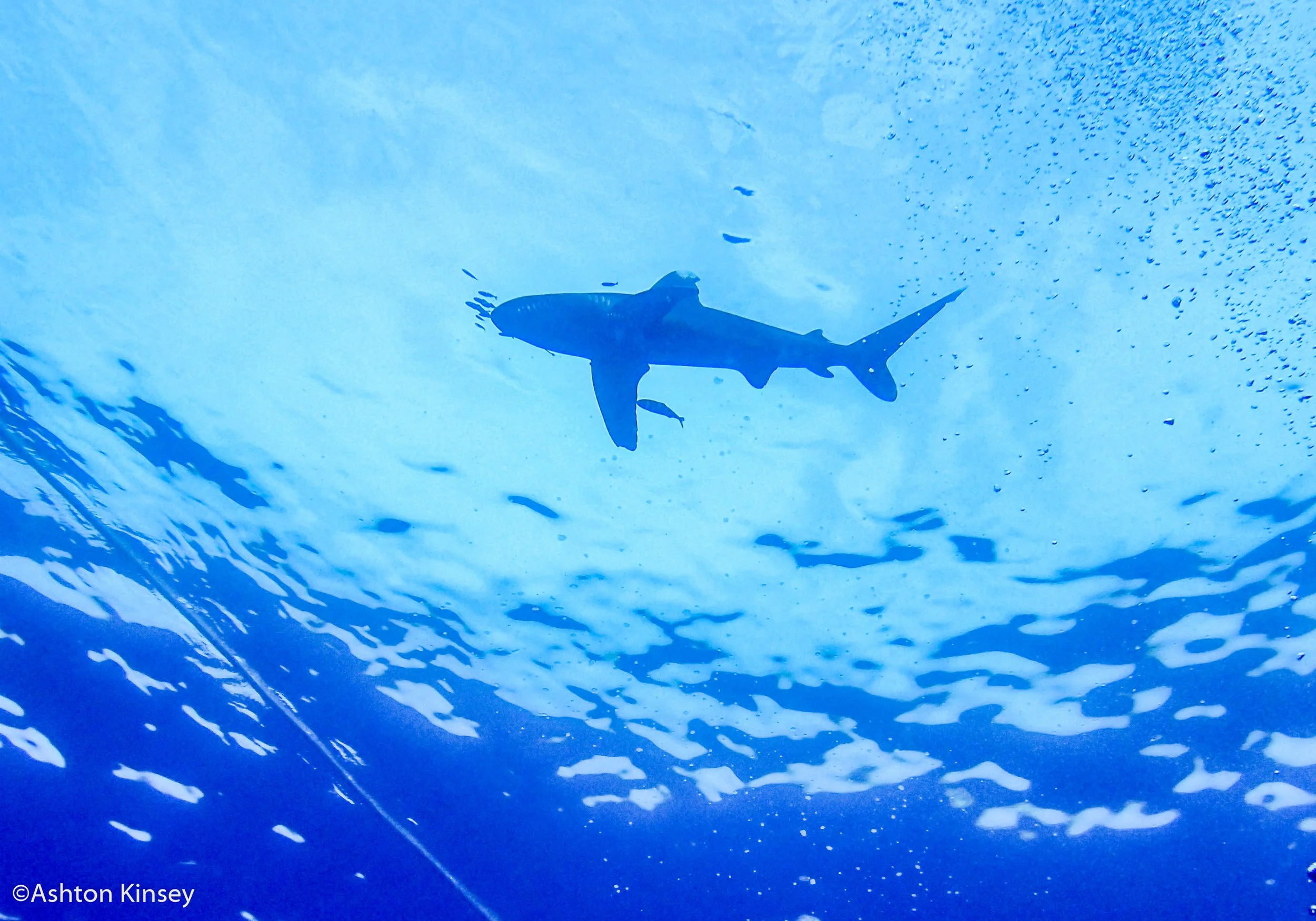 Little Brother 2 oceanic white tip-2.jpg