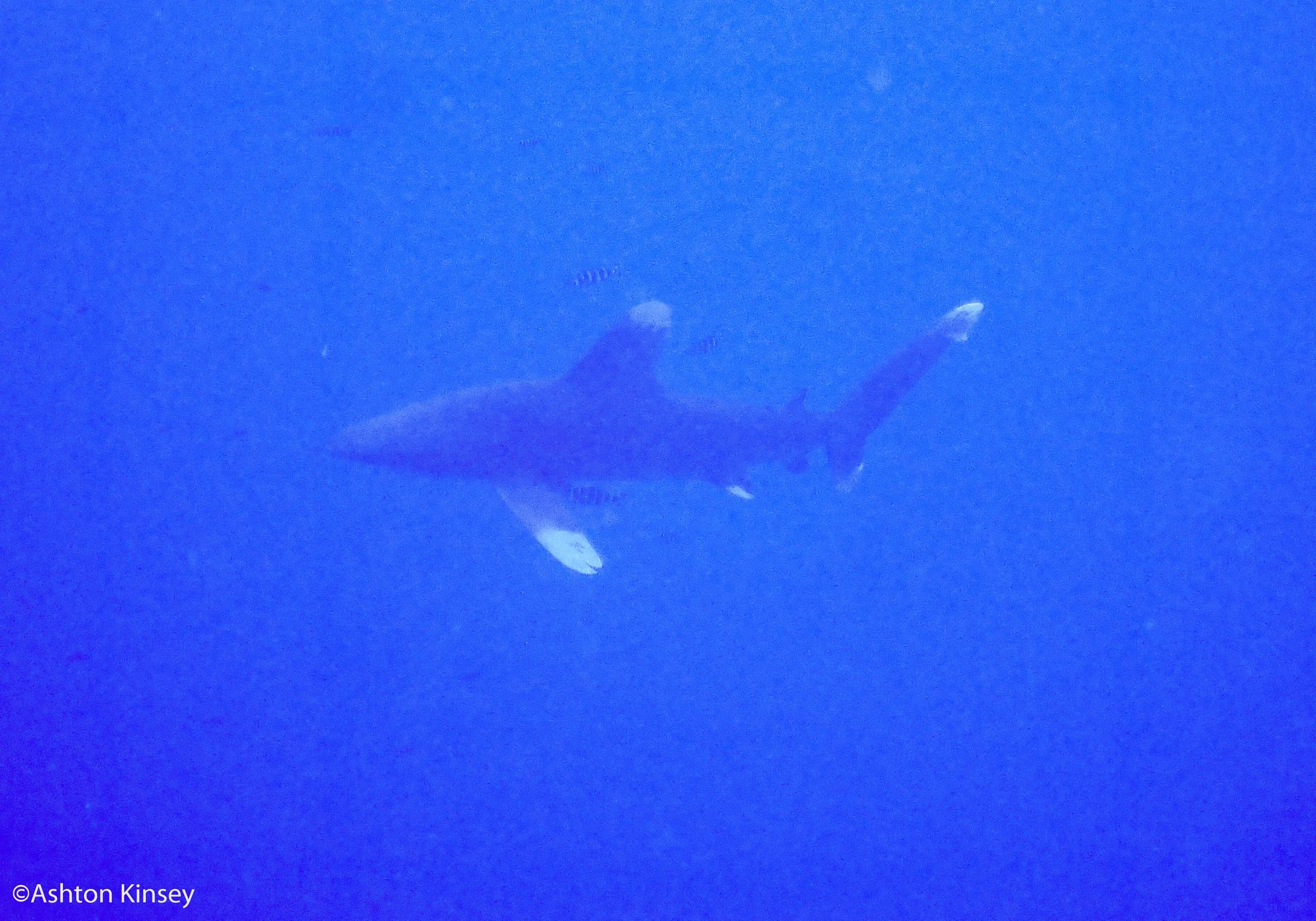 Little Brother 2 oceanic white tip-9.jpg