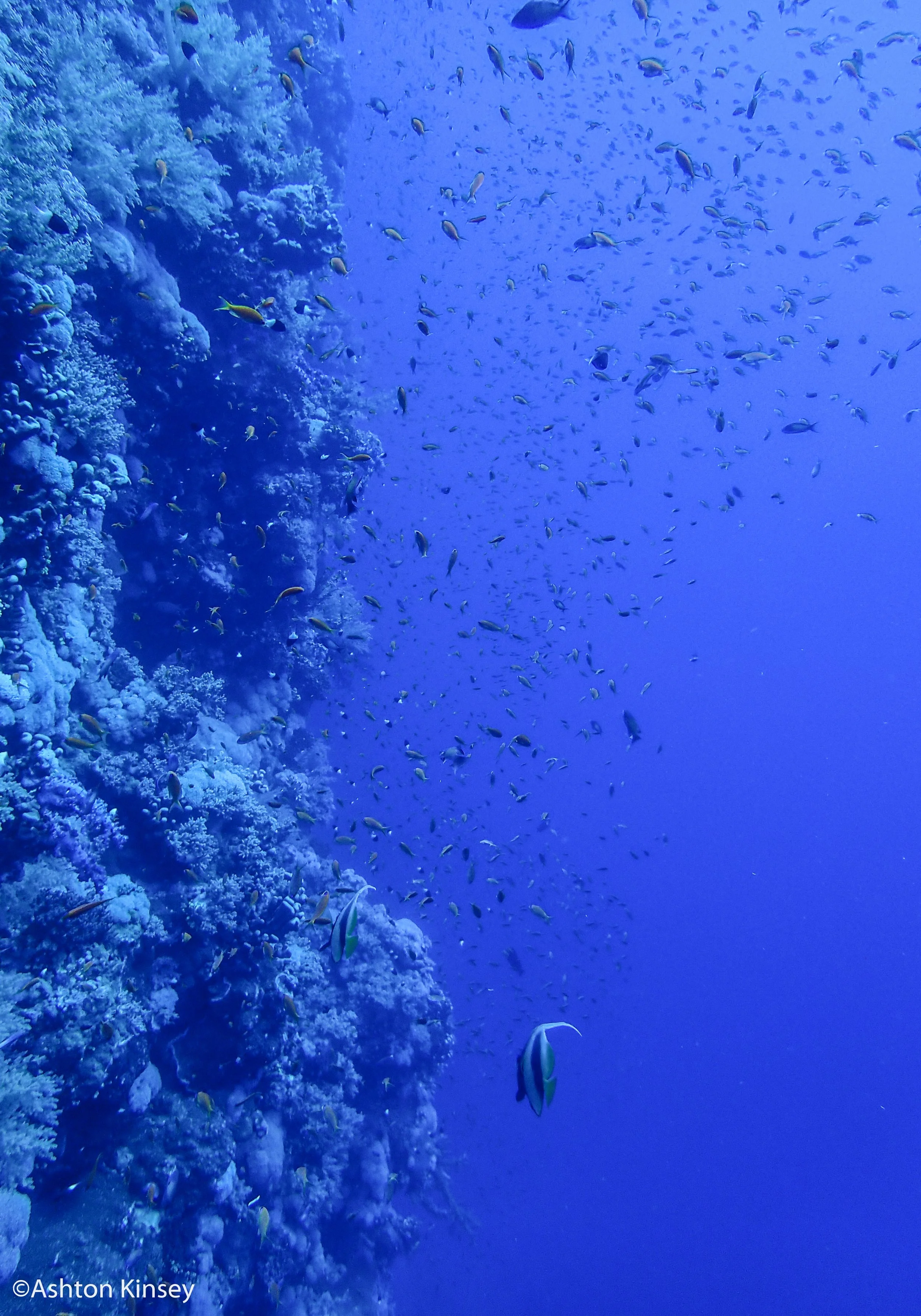 Little Brother 2 oceanic white tip.jpg