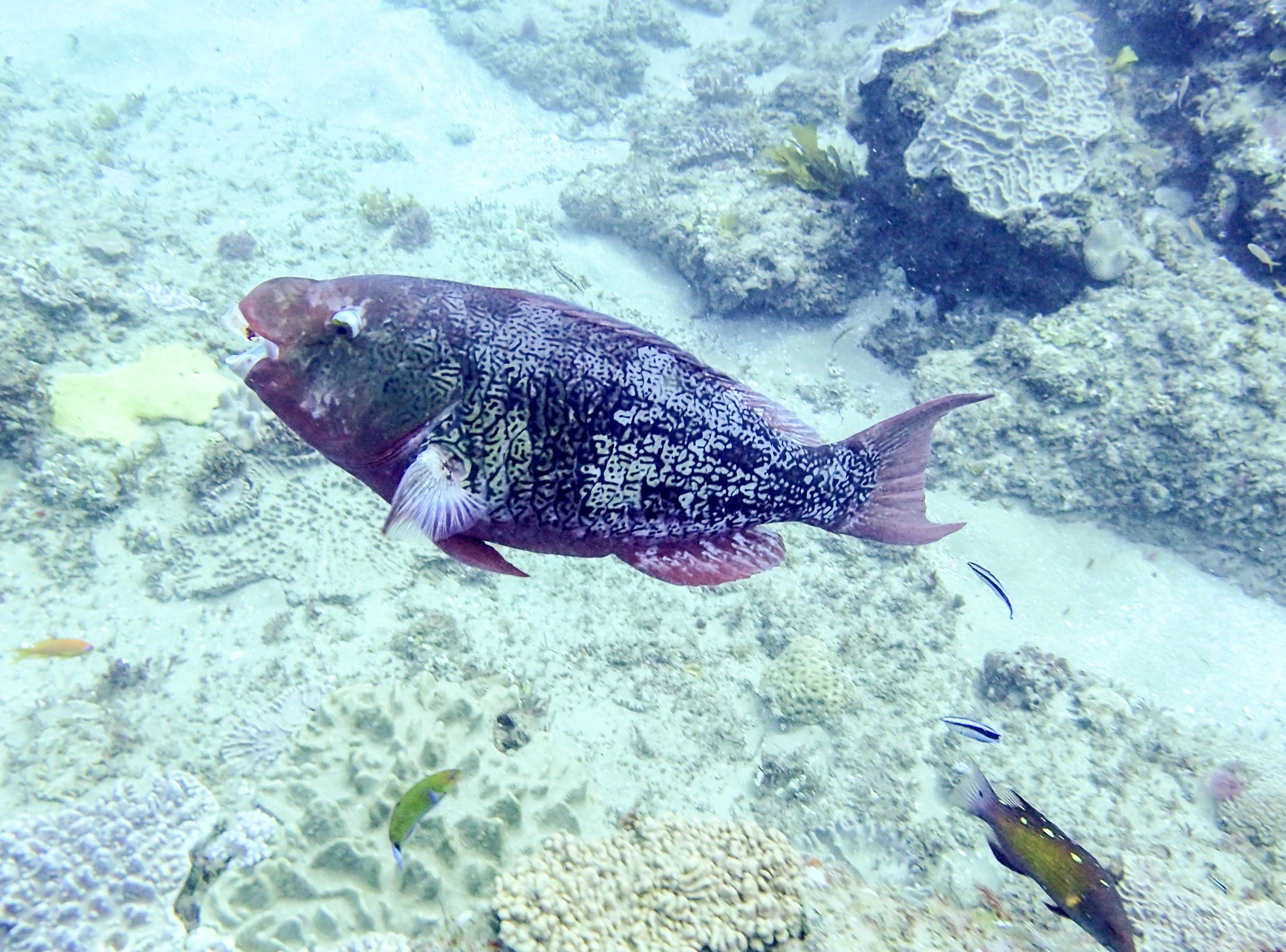parrot fish-2.jpg